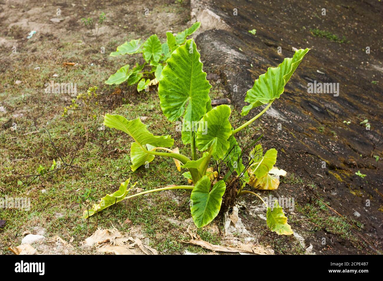 Arame Blatt in Khulna, Bangladesch. Stockfoto