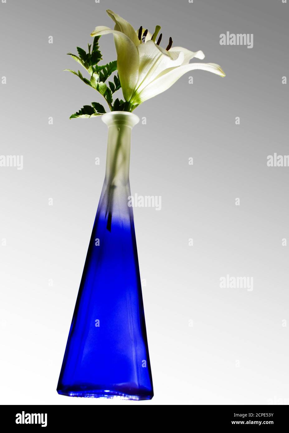 lilium Blume in farbigen Glasflasche Stockfoto