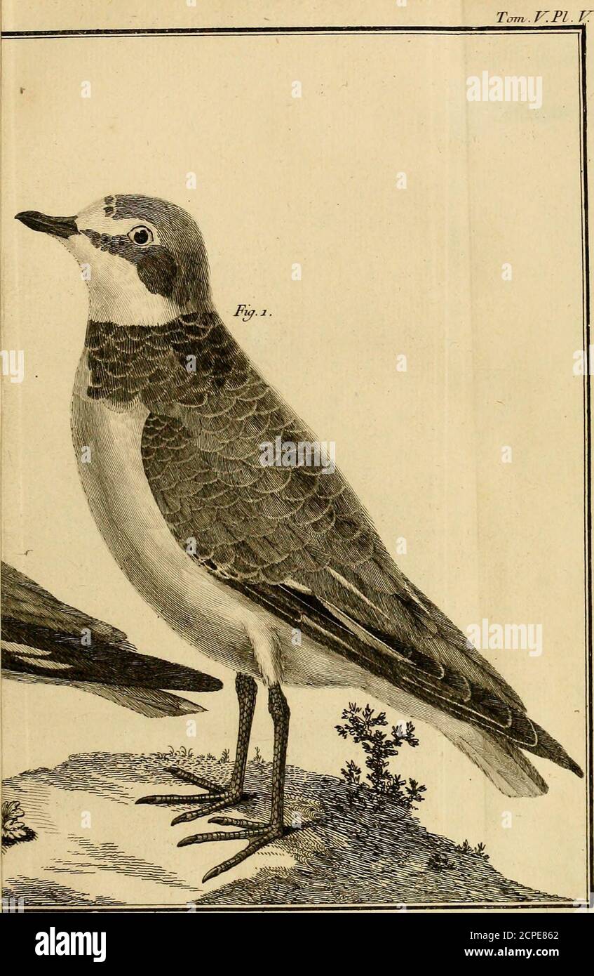 . Ornithologie, ou, Méthode contenant la Division des oiseaux en ordres, Sektionen, Genres, especes & leurs variétés : A laquelle on a Joint une description exacte de chaque espeke, avec les citations des auteurs qui en ont traité, les noms quils leur ont donnés, ceux que leur ont donnés les différentes Nations, & les noms vulgaires . Jessuu tt Oravcpar J{,trhjiet 1. Flianer ciarc . ■2 Petit Pluvier mi Guifrtard. Tcrm.KPL.r. A . Petit Plumâr a coUia Tam..V.PL.K Stockfoto