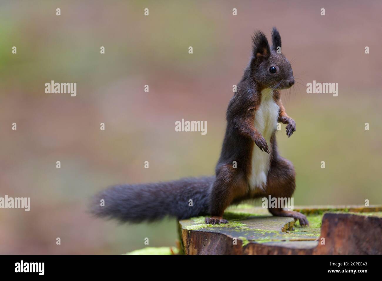 Eichhörnchen, Sciurus vulgaris, im Wald Stockfoto