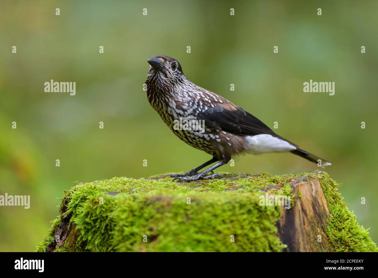 Gefleckte Nussknacker, Nucifraga caryocatactes, im Wald Stockfoto