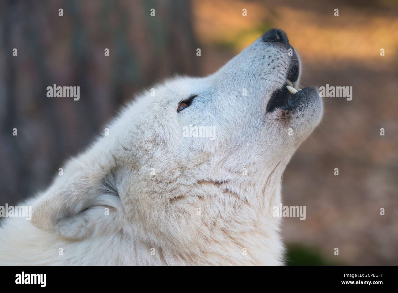 Polarwolf, Polarwolf, Canis lupus arctos Stockfoto