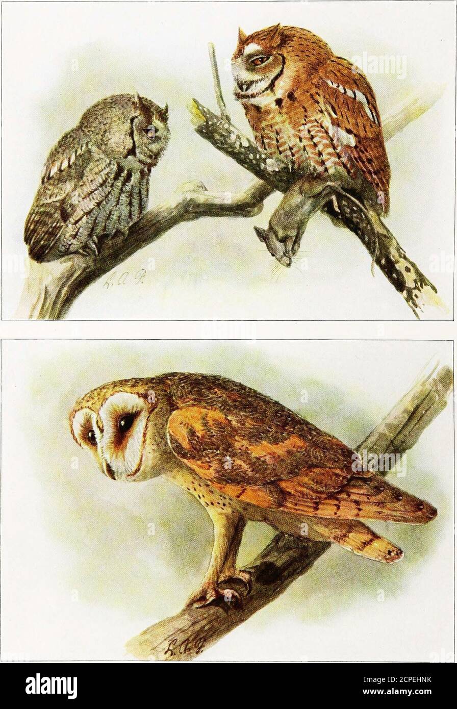 . Das Buch der Vögel, gemeinsame Vögel der Stadt und Land und amerikanische Wildvögel . Landmöwe. Ex-tensive Sümpfe, die an flache Seen angrenzen, sind ausgewählte Brutplätze, und da viele dieser Gebiete für landwirtschaftliche nutzflächen zurückgewonnen werden, obliegt es den Bodenbearbeitungsmaschinen, diese wertvolle Art zu züchten. Wenn störbeddiese Möwe wird ziemlich furchtlos und folgt dem Pflüger, um die Gruben und Würmchen aus den neu gedrehten Furchen zu sammeln. Sie lebt al-most ausschließlich nach Insekten, von denen sie große Mengen umschlingen. Sein herzlicher Appetit ist aus dem Inhalt von ein paar Mägen manifestiert:A, ,327 nymp Stockfoto