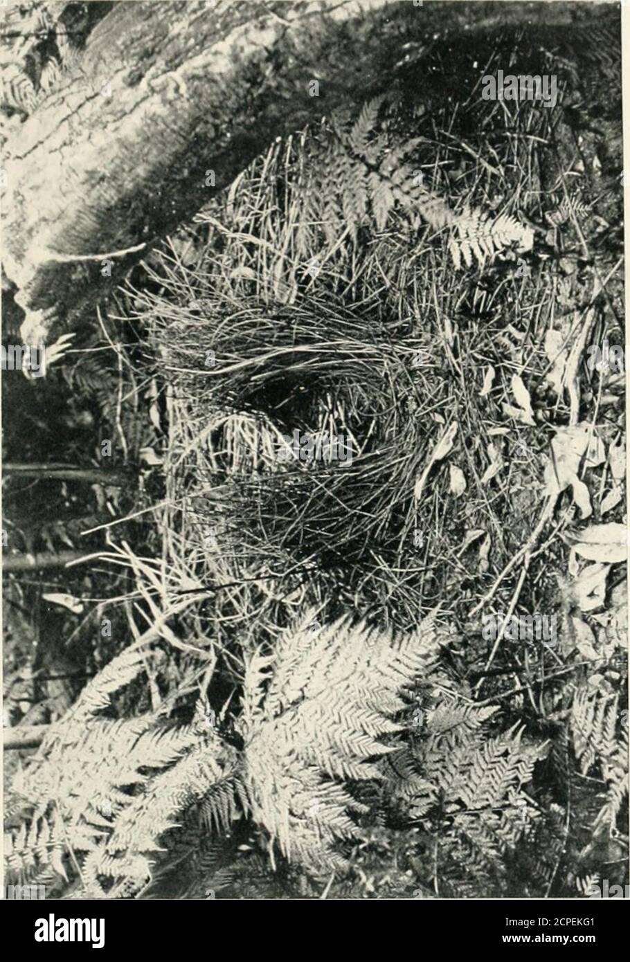 . Nester und Eier australischer Vögel, einschließlich der geographischen Verteilung der Art und populärer Beobachtungen darauf. Die aus einer Mistelhaufen im Baum flushedout. Beim Klettern fand ich ein Nest, das sorgfältig in der Mistel verborgen war, welches drei frische Eier enthielt.das Nest wurde aus ähnlichem Material aufgebaut, &c., dem des Schwarzkehlenvogels (Cracticus nigrigularis i, nur mit Blättern des gefleckten Eukalyptus ausgekleidet, anstatt mit kleinen Zweigen. Ich entleerte das Nest vorsichtig von seinem Inhalt, aber leider konnte der größte nicht entfernt werden, wegen der Stöcke von t Stockfoto