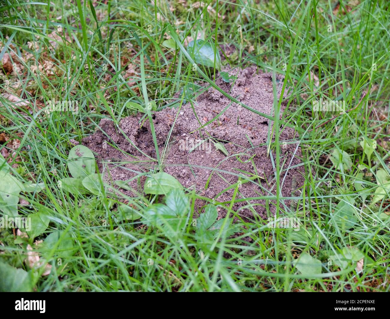 Lasius niger Fotos und Bildmaterial in hoher Auflösung Alamy