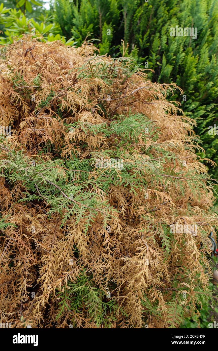 Pilz Pestalotiopsis funerea ist die Ursache des Schießtodes Der Bäume des Lebens (thuja) Stockfoto