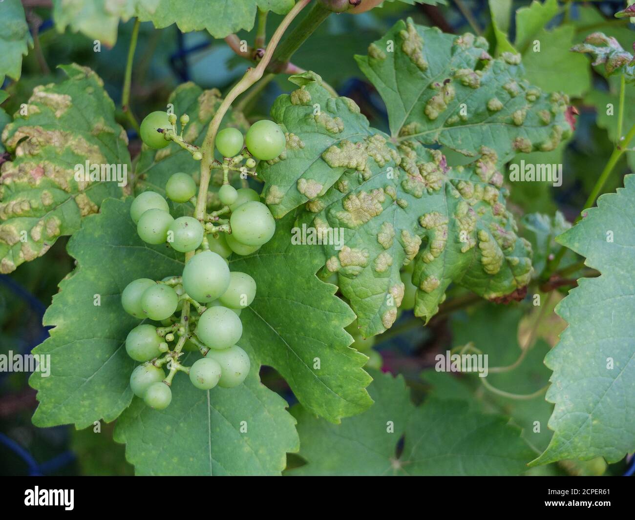 Traubenblätter (Vitis vinifera) mit Traubenpockenmilbe befallen (Eriophyes vitis) Stockfoto