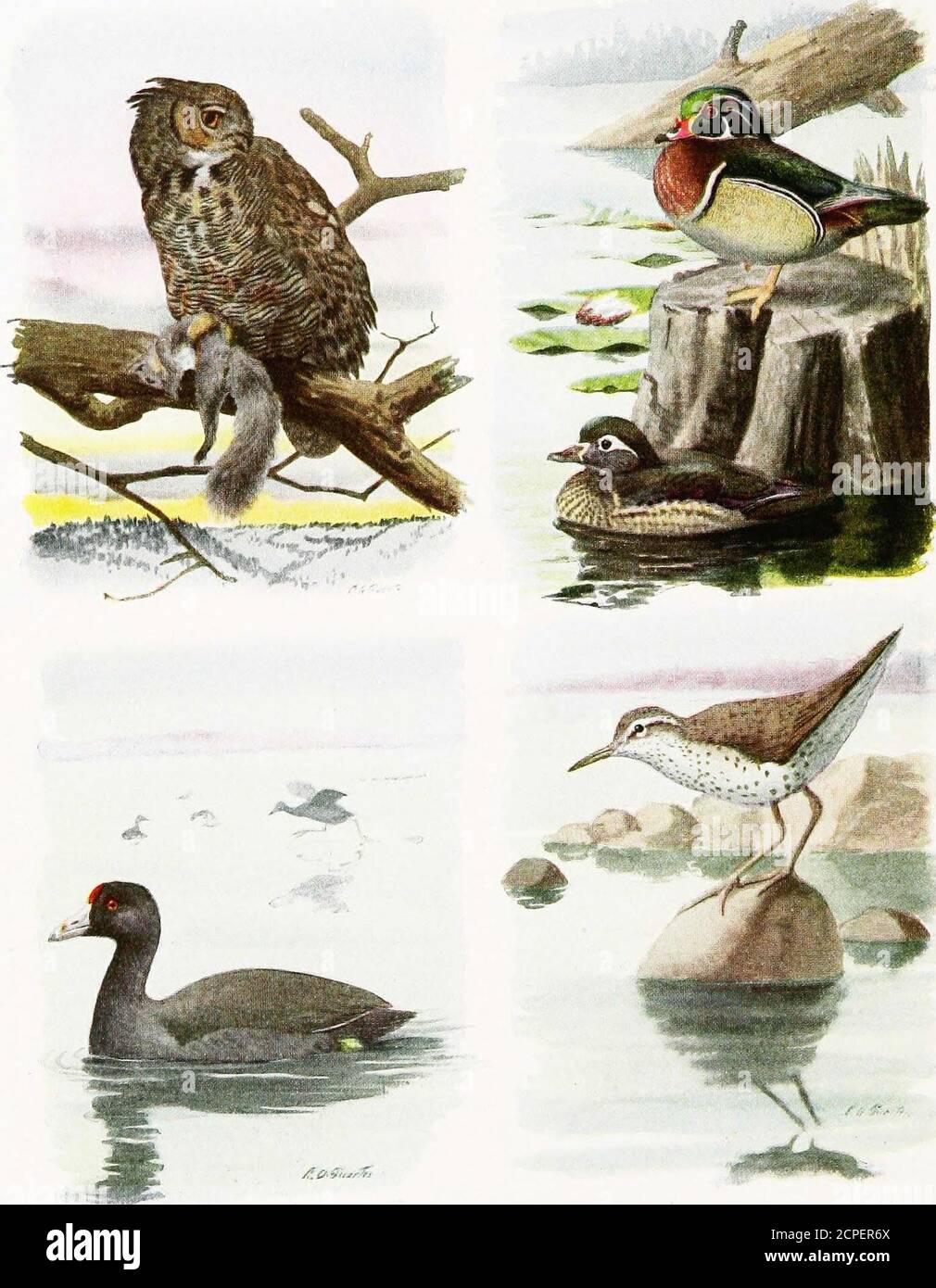 . Das Buch der Vögel, gemeinsame Vögel der Stadt und Land und amerikanische Wildvögel . Bilderraph von L. W. Erownell ilothiir nimmt keine Ciiancis uf tj.ltixg iiivk ein kleiner Spill auf seiner Reintross: Ein brauner Tiikasiter füttert seine Jungen 43. CjRI-ai- Hors h> Ou lCool Wood Duck Male, Upper; fein:ile, lowe Spotted Sandpipkr 44 GREAT HORNED OWL (Bubo Virgin- ianus ami Unterarten) Länge, al)out 22 Zoll. Die große Größe und die langen Ohrbüschel unterscheiden diese Eule ausreichend. Reichweite: Resident River den größten Teil von Nord- und Südamerika. Diese, unsere größte Eule, bewohnt stark befallen und verunsichert Stockfoto