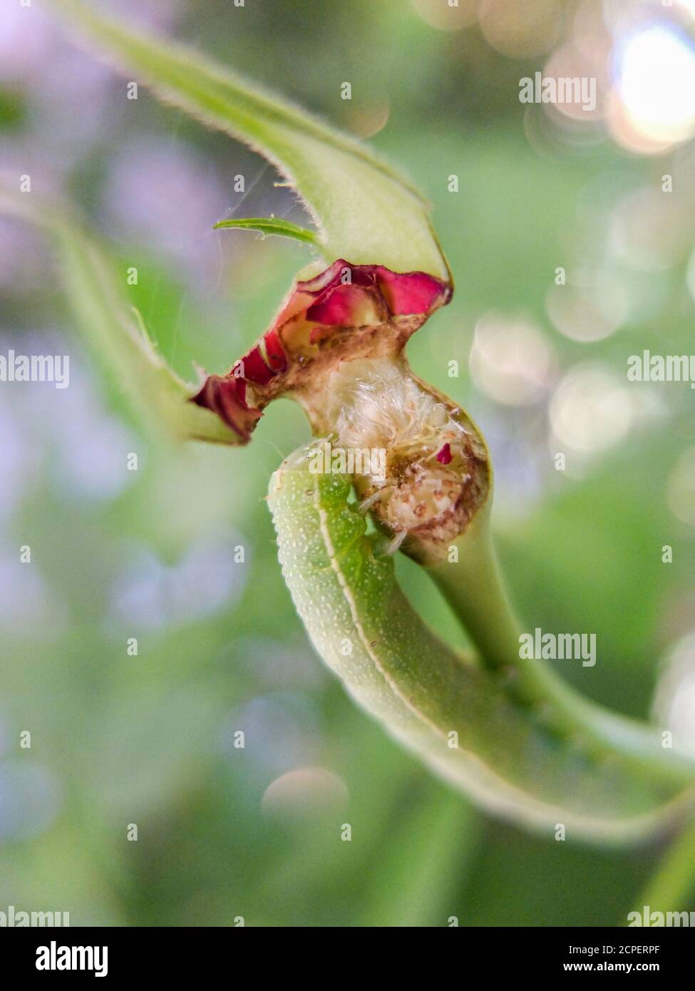 Larve der Rosenblütenwespe (Blennocampa phyllocolpa, Synonym: Blennocampa pusilla) mit Rosenknospe Stockfoto