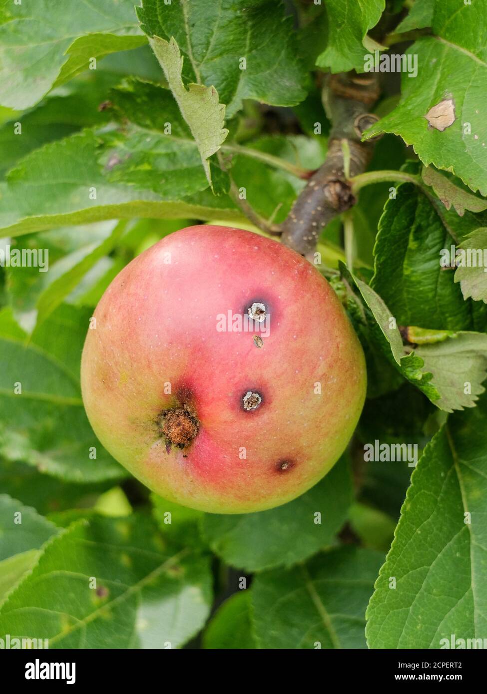 Ein Befall der Kabeljaulmotte kann an der erkannt werden Kleine Löcher im Apfel (Cydia pomonella) Stockfoto