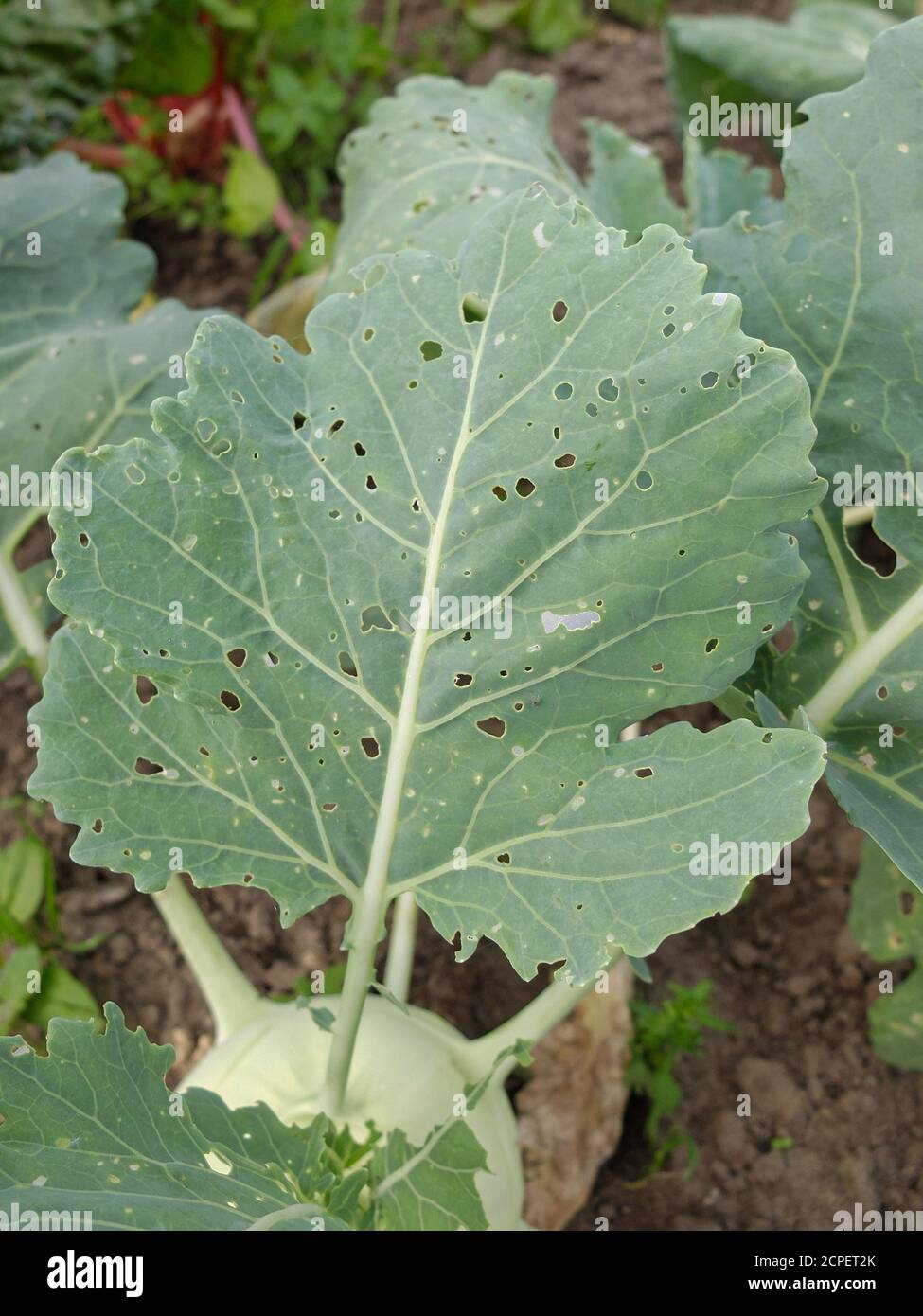Schäden durch das Essen durch die Raupen des kleinen Kohl Weißer Schmetterling (Pieris rapae) auf Kohlrabi-Blättern Stockfoto