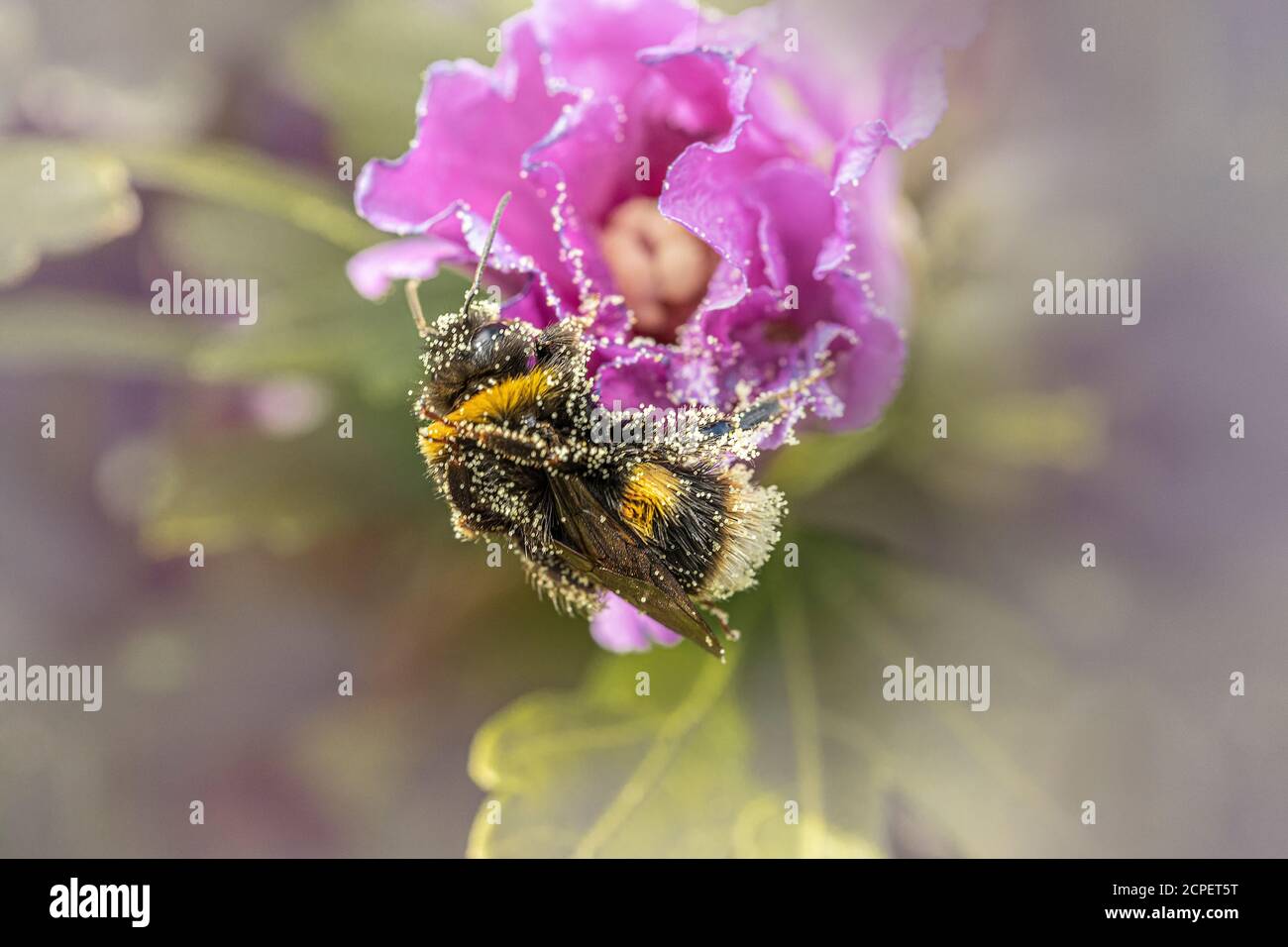 Bienenzucht auf Hibiskusblüte Stockfoto