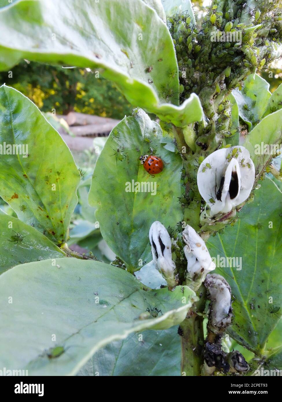 Blattläuse (Aphidoidea) und der Marienkäfer auf der breiten Bohne mit Blüte (Vicia faba) Stockfoto