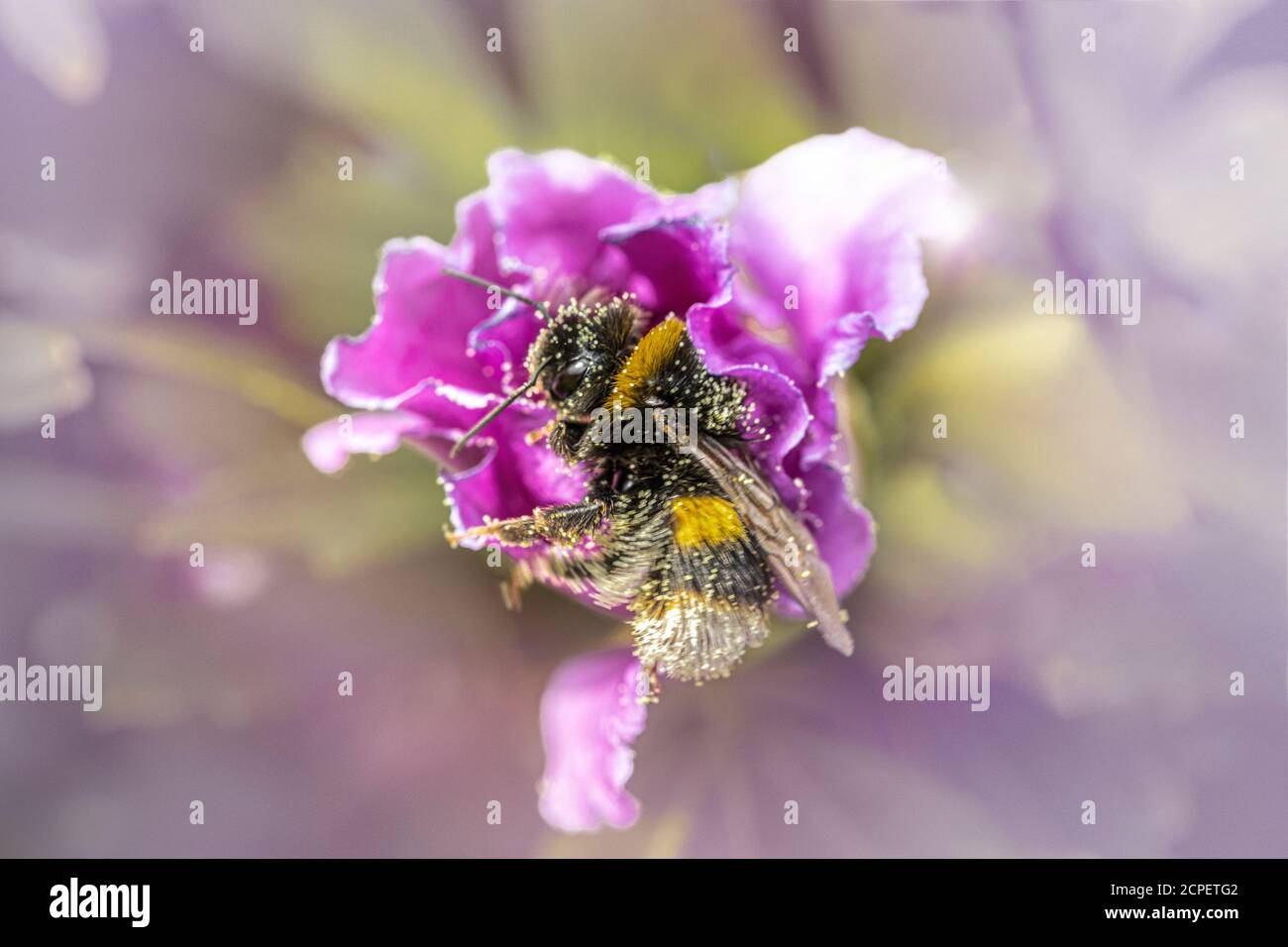 Bienenzucht auf Hibiskusblüte Stockfoto