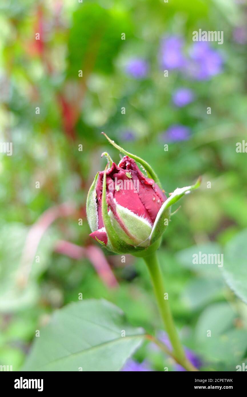 Blattläuse (Aphidoidea) auf einer Rosenblüte Stockfoto