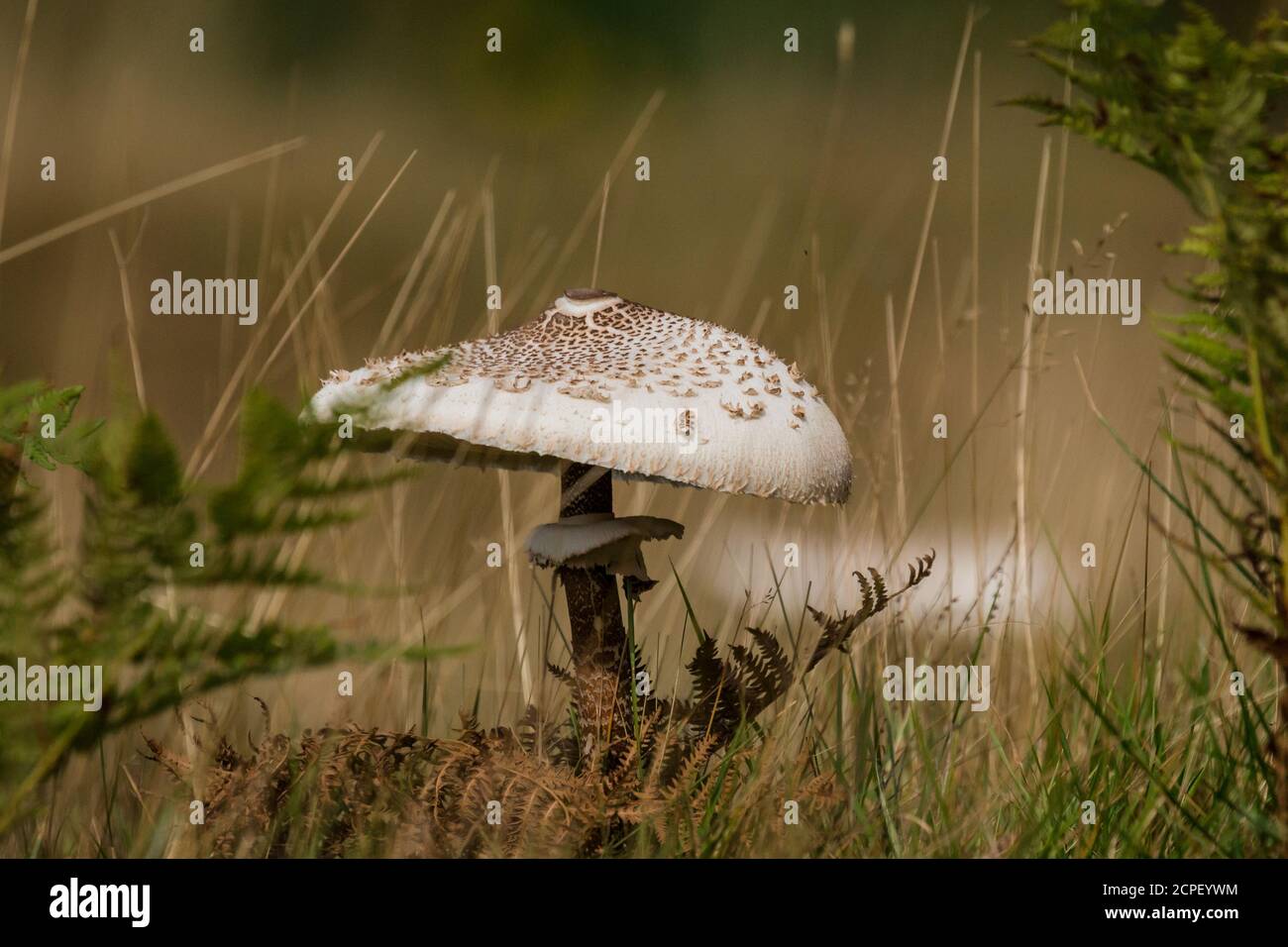 Großer weißer Toadstool (Macrolepiota procera), der zwischen den Farnen in einem grasbewachsenen Feld in Norfolk wächst Stockfoto