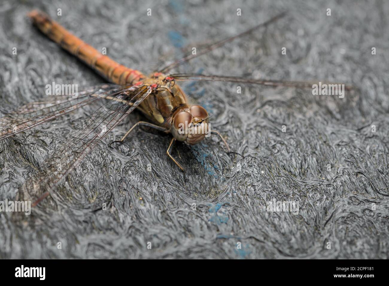 Nahaufnahme einer gemeinen Darter Libelle (Sympetrum striolatum), die auf einer Bank in Wicken Fen, Cambridgeshire, ruht Stockfoto