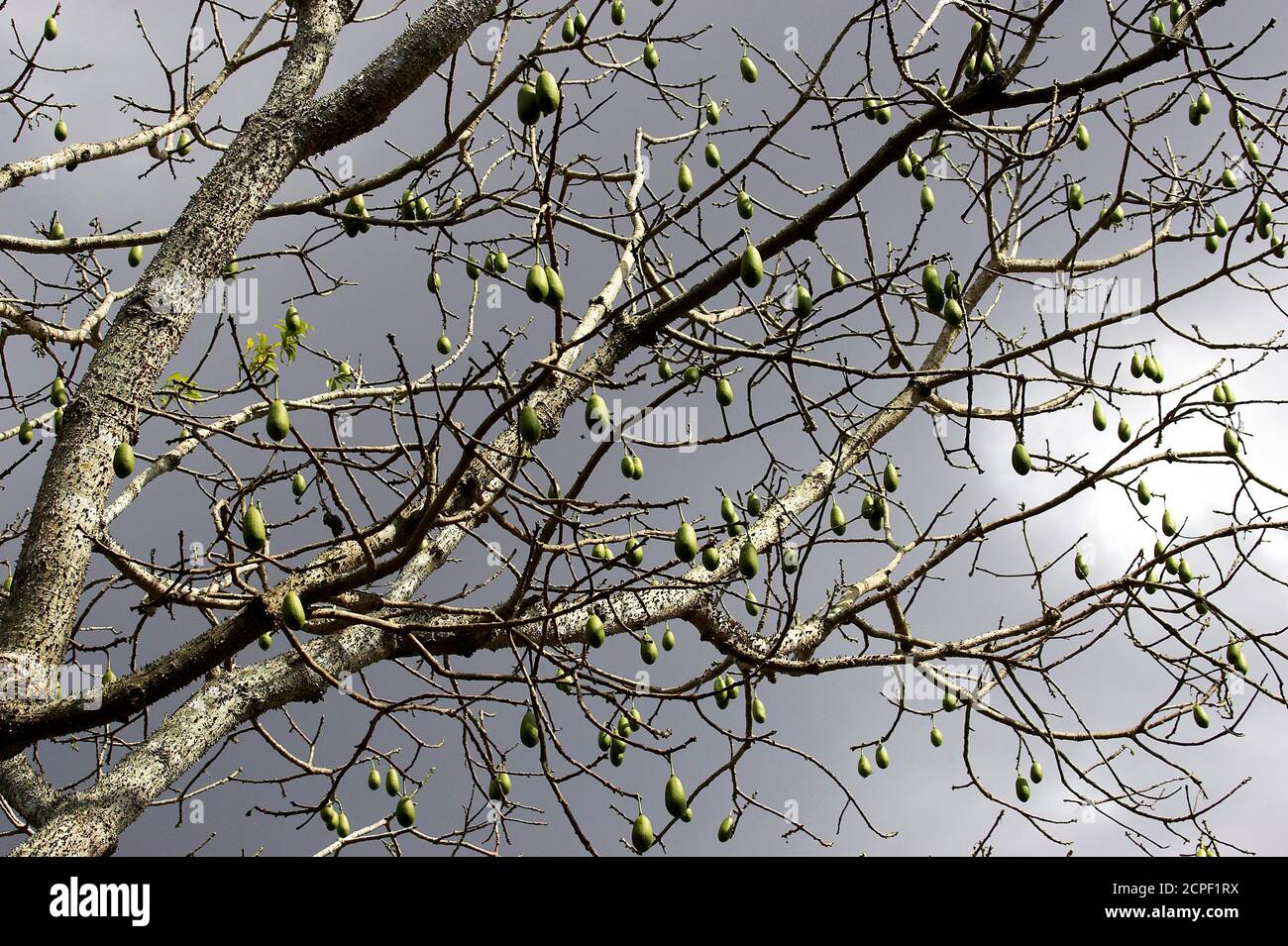 Kapok-Baum oder Silk Cotton Tree, Ceiba Pentandra, Baum mit Früchten, Los Lianos in Venezuela Stockfoto