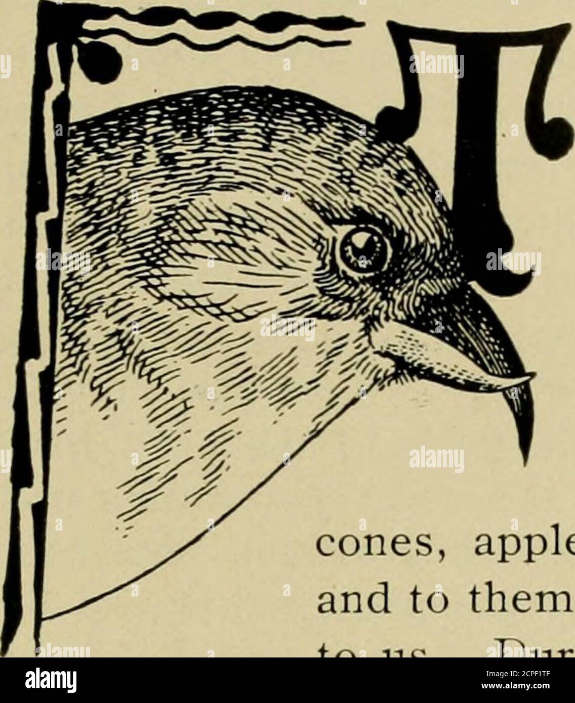 . Amerikanische Ornithologie für Haus und Schule. WEISSE GEFLÜGELTE KREUZSCHNABEL. AMERICAN ORNITHOLOGY 39 GEWOHNHEITEN. DAS auffälligste Merkmal dieser interessanten Vogelarten ist die oddform ihrer Bills, von denen ihr Name genommen wird. Es würde scheinen, daß ein Billof solch eigenartiges Design dem Besitzer zum Futterzeitpunkt sehr unbequem erweisen würde, aber, Jedoch merkwürdig kann es uns erscheinen, sie sind sehr geschickt in der Öffnung pinecones, Äpfel und andere Artikel, die ihre Diät bilden, und zu ihnen ist es vermutlich so nützlich, wie es oddto uns erscheint. Im Winter kommen recht große Schwärme von Kreuzschnäpfeln aus ca. Stockfoto