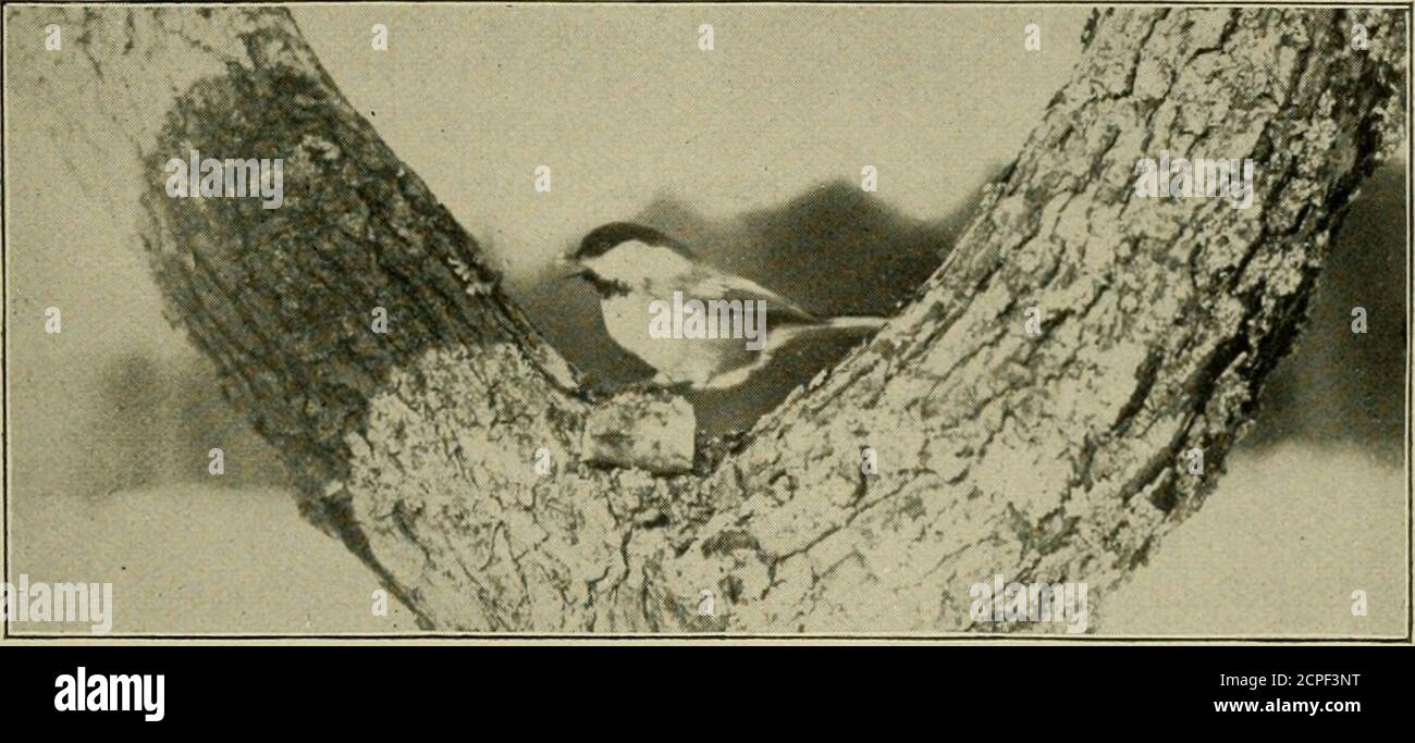 . Amerikanische Ornithologie für Haus und Schule. N Januar? Ich höre Sie sagen. Ich habe nie von Apiknic mit dem Quecksilber bei Null gehört. Wer soll da sein? Soll es um einen lodernden Kamin herum sein? Nein, es soll unter der großen Eiche hinter dem Haus gehalten werden; es ist ein schneidender Bach, den Jack Frost nicht verketten konnte, der hinunter den Hügel in einem Feld nahe vorbei rauscht, und an seinen Ufern sind noch einige berriees und Samen gelassen, die unsere Gäste genießen werden. Natürlich ist das Essen ein wichtiger Bestandteil jedes Picknicks. Unsere Rechnung enthält ein großes Stück Suet gebunden an einen Zweig der Eiche, ein Kopf von gereiften sunfl Stockfoto