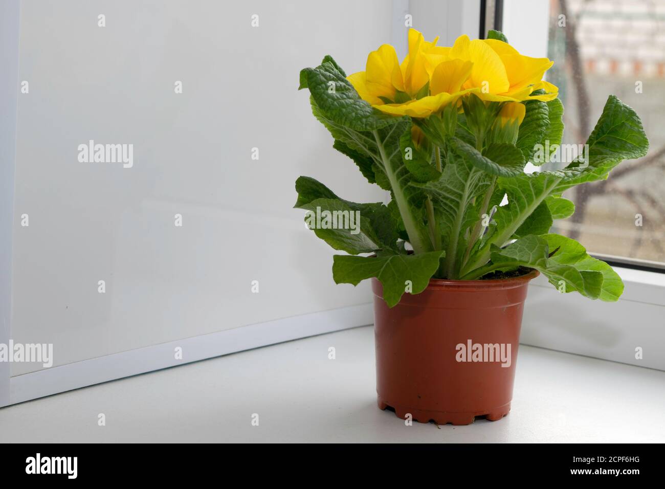 Gelbe Topfblume steht auf einer weißen Fensterbank Stockfoto