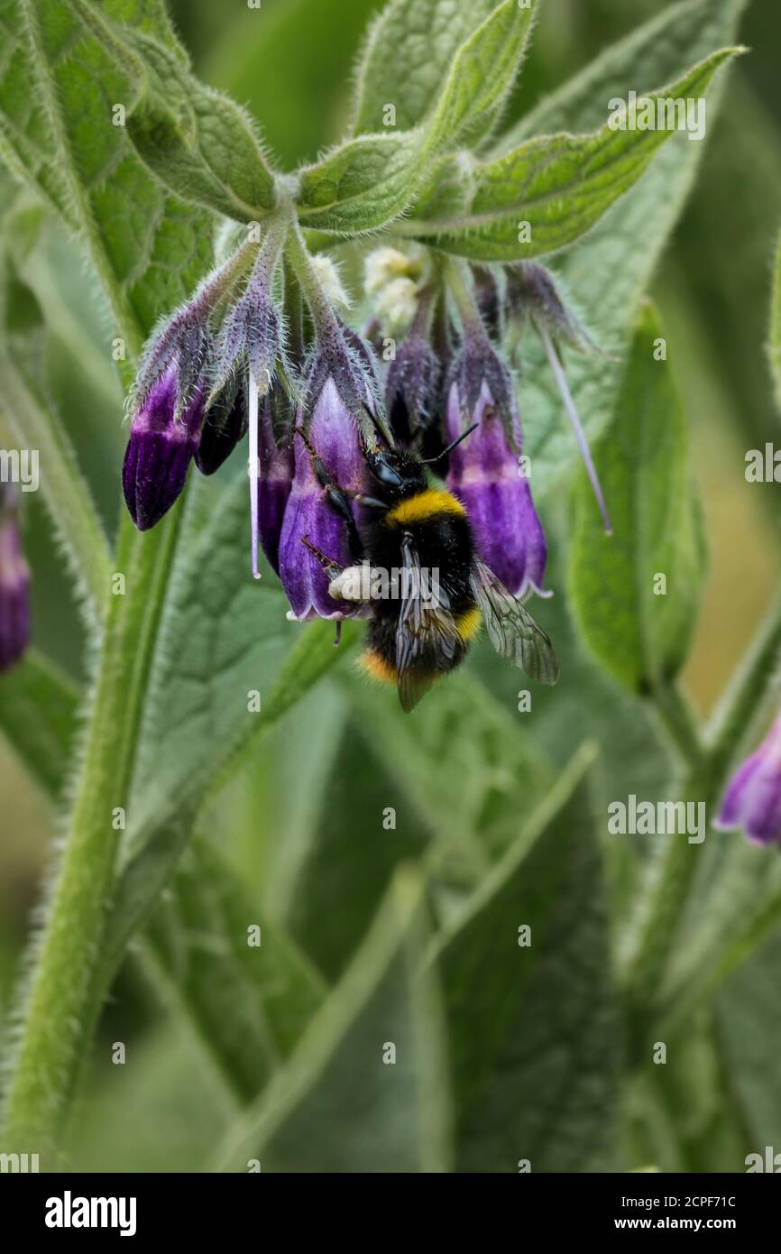 Eine frühe Hummel (Bombus pratorum) ernährt sich von purpurnen Beinwell-Blüten auf Abfallboden in Newmarket Stockfoto