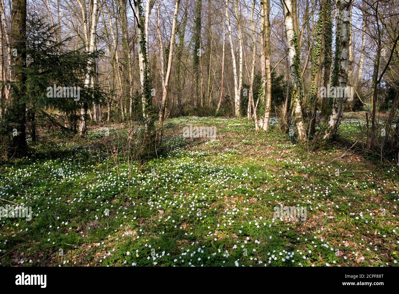 Wood Anemone, Anemone nemorosa, Wald in der Normandie Stockfoto