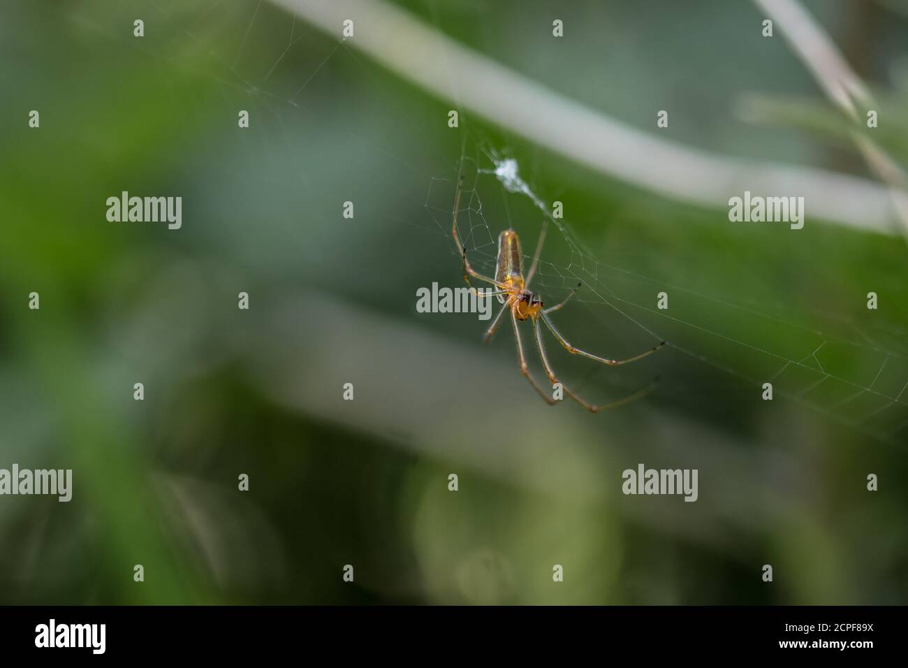 Die kleine orange-braune Netzspinne (Pisaura mirabilis) sitzt auf ihrem Netz in Welney, Norfolk Stockfoto