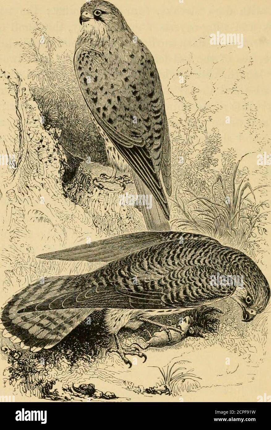 . Eine Geschichte der britischen Vögel . FALCON I D.E. ACCIPITRES. FALCON I D^LI.. Falco tinnunculiis, Linn£eus*. DER KESTREL ODER WINDHOVER. Falco tmmmculus. Der Kestrel ist die am häufigsten vorkommende Art des BritishFcdconidce, und von seinen eigentümlichen Gewohnheiten, die ihn sehr oft in den Blick stellen, ist er auch, wie man erwarten könnte, die bestbekannte. Es ist in der Form gut aussehend, attraktiv in der Farbe, andgraceful in seinen Bewegungen in der Luft; obwohl von seinem Modus von* Syst. Niit. Aufl. 12, i. S. 127 (1766). KESTREL. 79 auf der Suche nach seiner Nahrung, die Kürze seiner Flügel, die mit den anderen kleinen Arten schon gemustert sind, Stockfoto