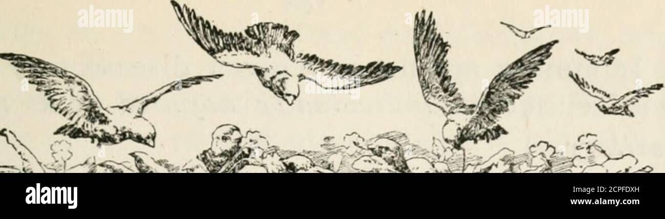 . Vogelnotizen . PAkROT UND CAT, die Mrs. FRANK Al TWKIJ..rhey gehören, sind sehr große Chums – die Katze, als ein ziemlich liltle Kätzchen, Würze/</ in den Käfig kam, und sie spielten zusammen wie zwei Kätzchen. Die Parrotis freute sich, als die Katze in den Käfig krült, und sie spielen zusammen, auch jetzt, da die Katze so groß geworden ist. Zur Seite 197.. Clbc Srorv) von Bii^-Bcatb. Von V. GKO. Cresweix, M.D., L.R.C.P., F.Z.S.(Fortsetzung von Seite Isy). Y^ AViXG befasste sich mit dem Teil, der in der pro-l-^ Induktion der Septicseiiiia durch die Bedingungen unter,-JL/, die die Virulenz des Bazillus erhöht ist, und hav Stockfoto