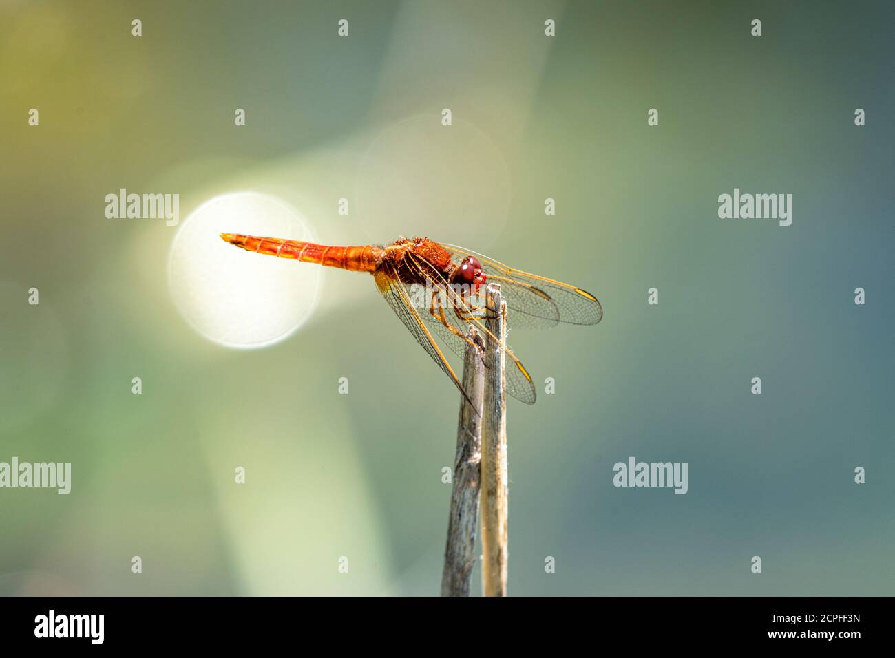 Libellen (Odonata), Feuerdragonfly (Crocothemis erythraea) Stockfoto