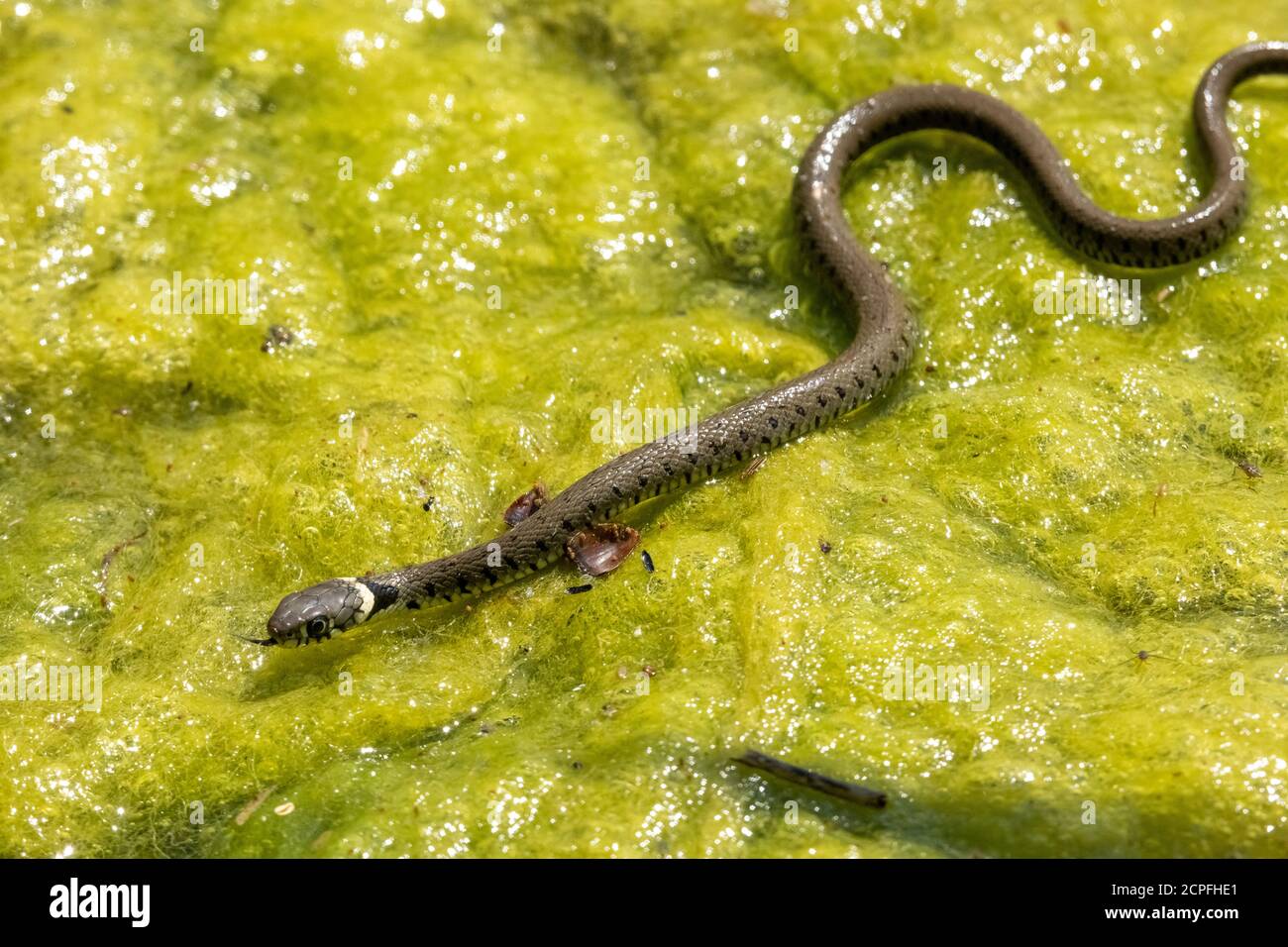 Grassnatter (Natrix natrix), junges Tier in einem Teich Stockfoto