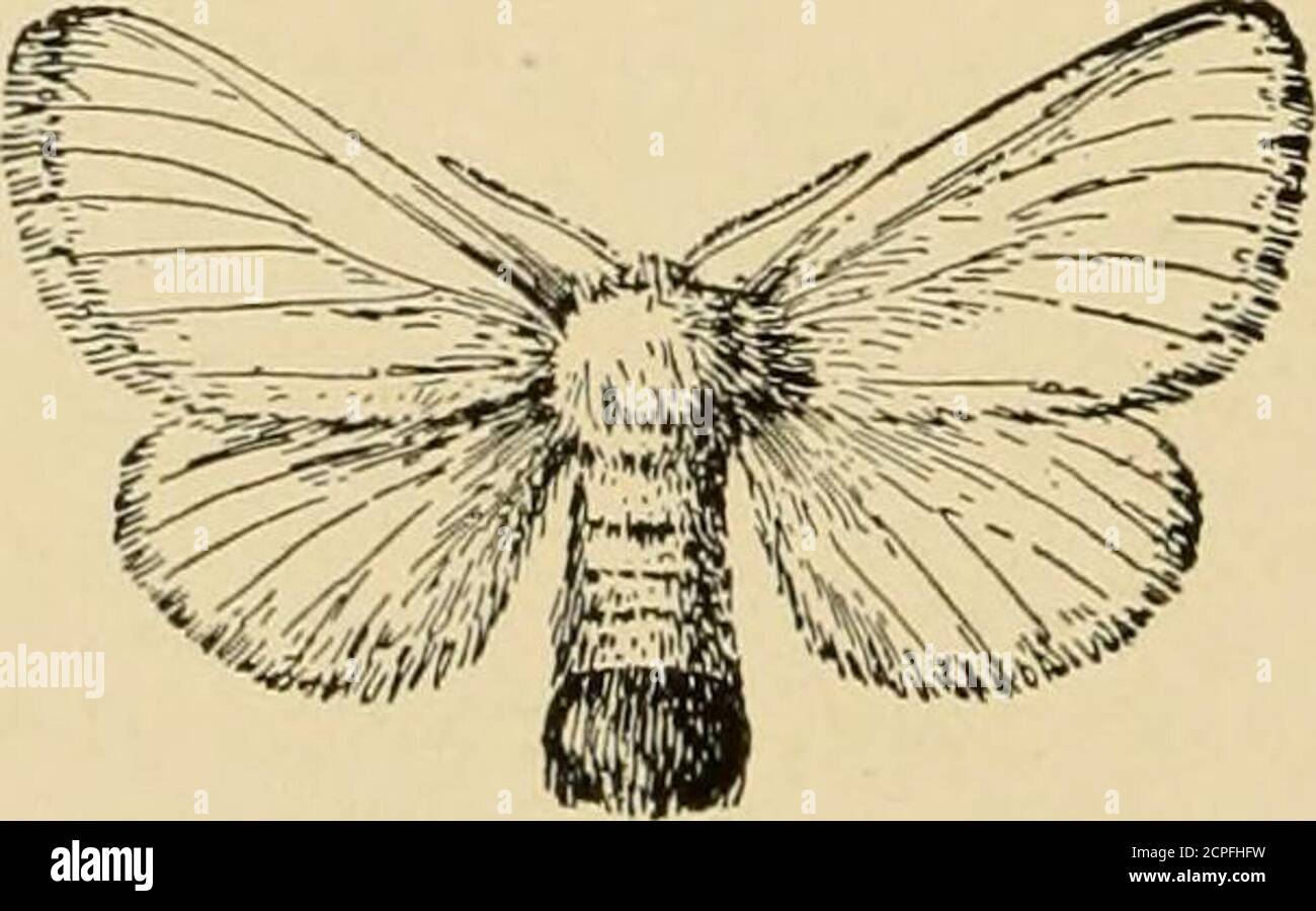 . Nützliche Vögel und ihr Schutz. Mit kurzen Beschreibungen der häufigsten und nützlichen Arten von Massachusetts, mit Konten ihrer Ernährungsgewohnheiten, und ein Kapitel über die Mittel der Anziehung und Schutz von Vögeln. Abb. 95. – Holz- Bohrkäfer, vergrößert.. Abb. 96. - Braunschwanzmotte. SONGLESS VÖGEL VON OBSTGARTEN UND WALD. 235 Hausfliegen, Mücken und eine große Anzahl von Motten und aber-Terflies in botli Larven und erwachsenen staoes, Bendire behauptet, dass tDr. Ralph erzählte ihm, dass in Florida die Phoebe auf den Rücken der Rinder und folgt ihnen herum, fangen die Flieder auf die Tiere, a Stockfoto