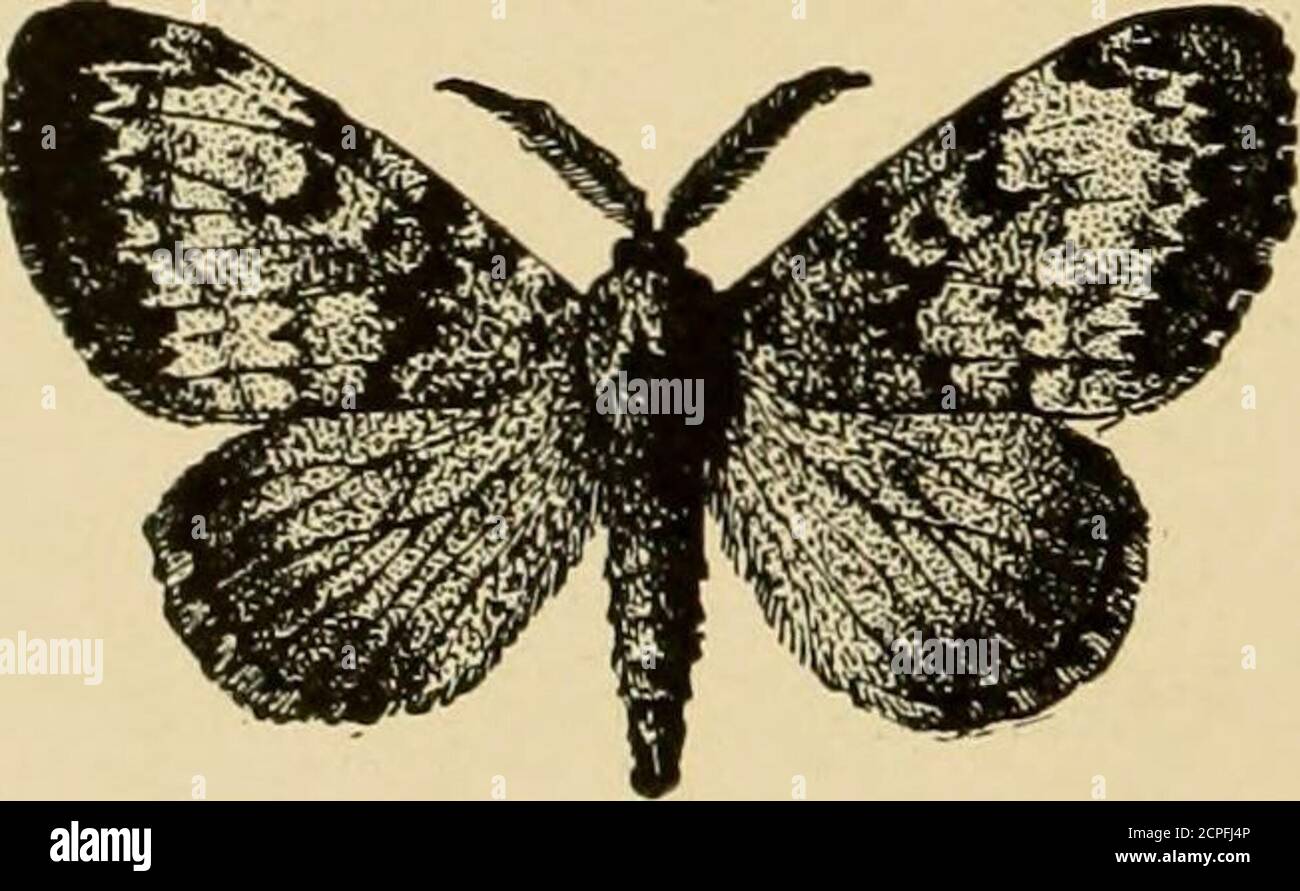 . Nützliche Vögel und ihr Schutz. Mit kurzen Beschreibungen der häufigsten und nützlichen Arten von Massachusetts, mit Konten ihrer Ernährungsgewohnheiten, und ein Kapitel über die Mittel der Anziehung und Schutz von Vögeln. ^ UO llicans zu Flycatcher. Suoh Futter, liowcvcr, aber ist par- ticular destruktiv zu kleinen Käfer im Flug, und in dieser Hinsicht ist es am nützlichsten. Es fängt viele Motten, besonders jene Arten, die bei Tag fliegen, wie die Zigeunermotte; aber. SONOLESS VÖGEL VON OBSTGARTEN UND WALD. 231}^ nimmt auch viele auf, die sich anl sehr früh am Morgen oder am Abend rühren Stockfoto