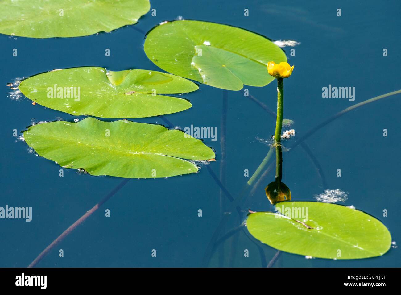 Deutschland, Baden-Württemberg, Au a. Rhein, Seerosen (Nymphaea), gelbe Teichrose, gelber Teich mummel, mummel, Teich mummel oder Teichkerze genannt Stockfoto