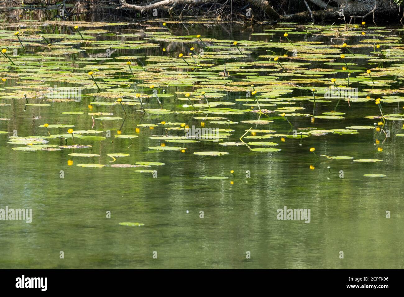 Gelbe teichlilien Fotos und Bildmaterial in hoher Auflösung Alamy
