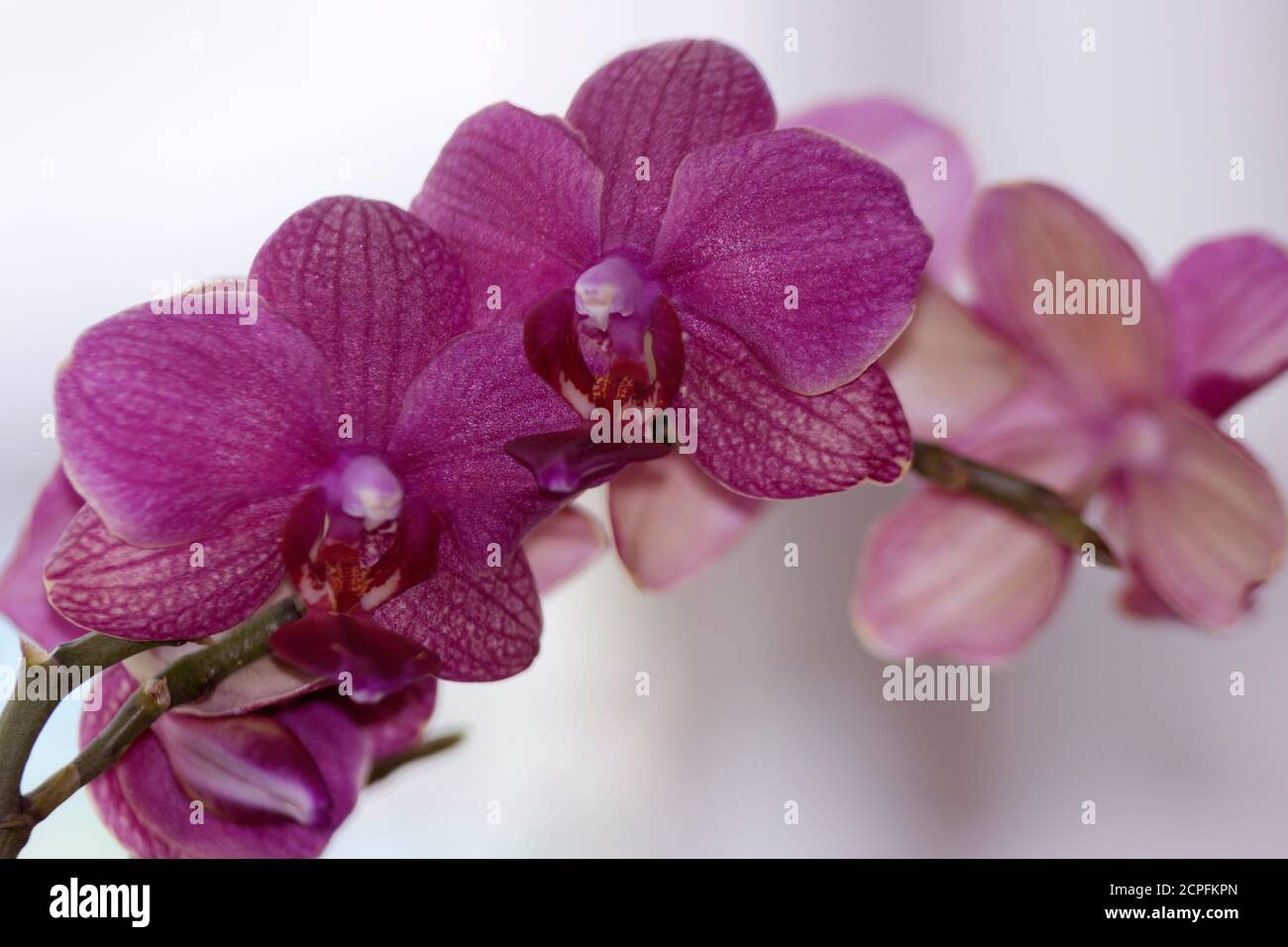 Ein Spray von Phalaenopsis Orchidee blüht. Da Bestäubung und Vermehrung perfektioniert worden ist, sind diese spektakulären tropischen Blüten leicht zu wachsen Stockfoto