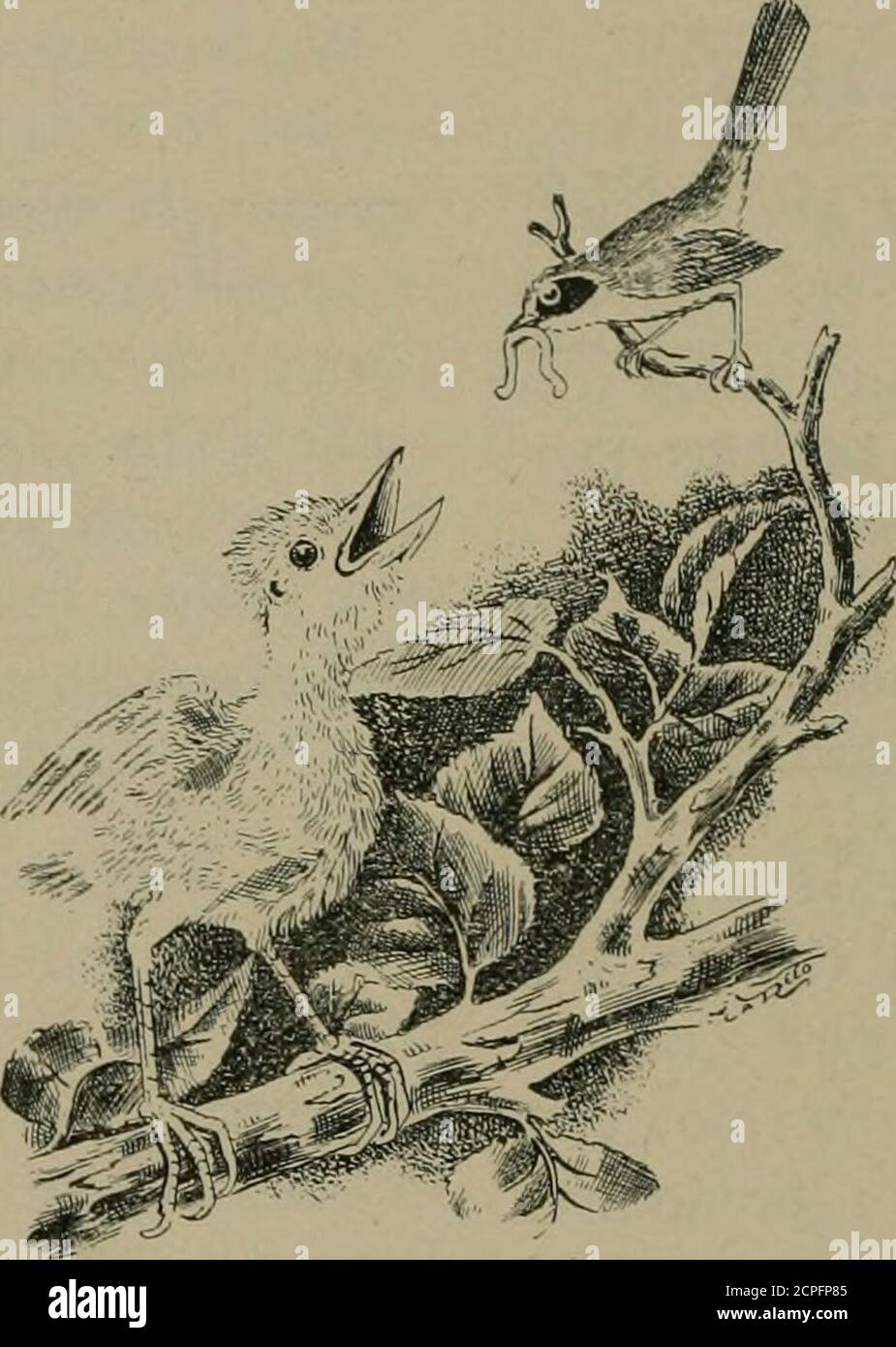 . Amerikanische Ornithologie für das Haus und die Schule . s, die 1 noch nie beobachtet hatte. Ich hörte eine süße trillende Melodie, asa Vogel flog durch die Luft aboveme, Und war überrascht, als es nach einem toten Zweig jenseits anzündete, zu sehen, es war meine alte Freundin Phoebe.1 Frage mich, ob andere von deinen Lesern mit ihrem Lied vertraut sind. Eine der lächerlichsten Sehnen in der Vogelwelt ist die eines großen, ungetrübt Cowb ir ddomineering overits winzig Foster par-ents. Der Faulkäfer nimmt sich nicht die Mühe, eine Wiege seiner eigenen zu bauen, und trainiert seine Jungen in thew a y sie shouldgo, aber fällt itsegg in das Nest vonsome smal Stockfoto