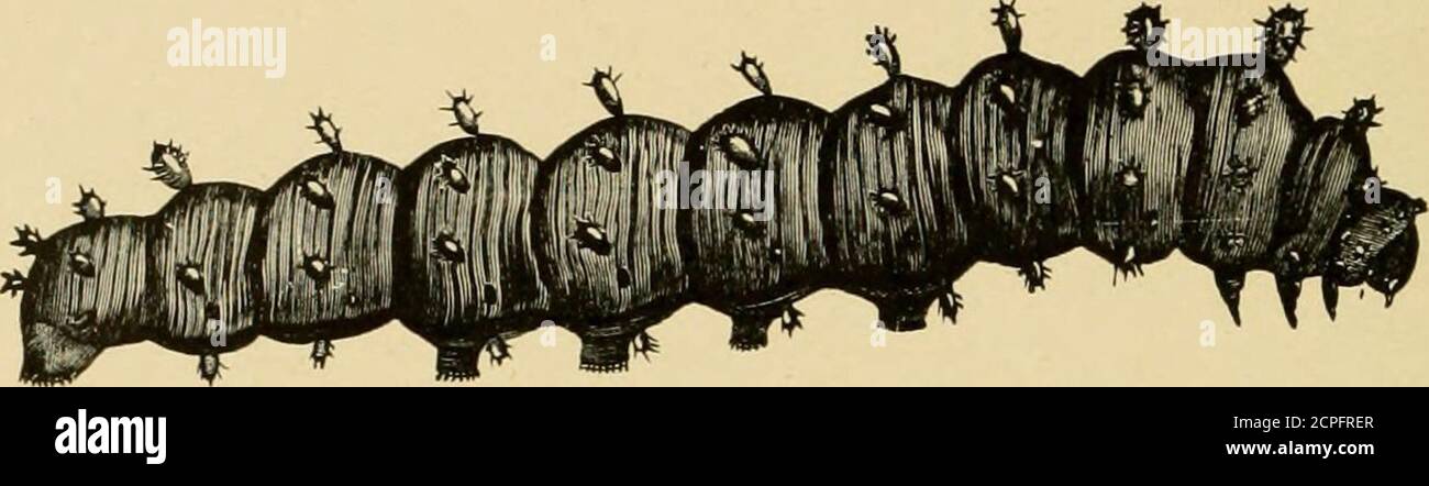 . Nützliche Vögel und ihr Schutz. Mit kurzen Beschreibungen der häufigsten und nützlichen Arten von Massachusetts, mit Berichten über ihre Ernährungsgewohnheiten, und ein Kapitel über die Mittel der Anziehung und Schutz von Vögeln. Ong der gezimmerten Flussböden. Die Set-tler eingeführt Insektenschädlinge auf importierten Bäumen. Die en-mies der Bauminsekten, die abwesend sind, weil das Land von gut-gewachsenen Hainen und Obstgärten, travel Insectsmultitlipliied und überliefen travel Sämlingsbäume wasstling war; travel größeren Motten, wie cecropia und pohjphemus, waren travel schlechtesten Schädlinge von allen, das schnell zunaechst, fressend und mak Stockfoto