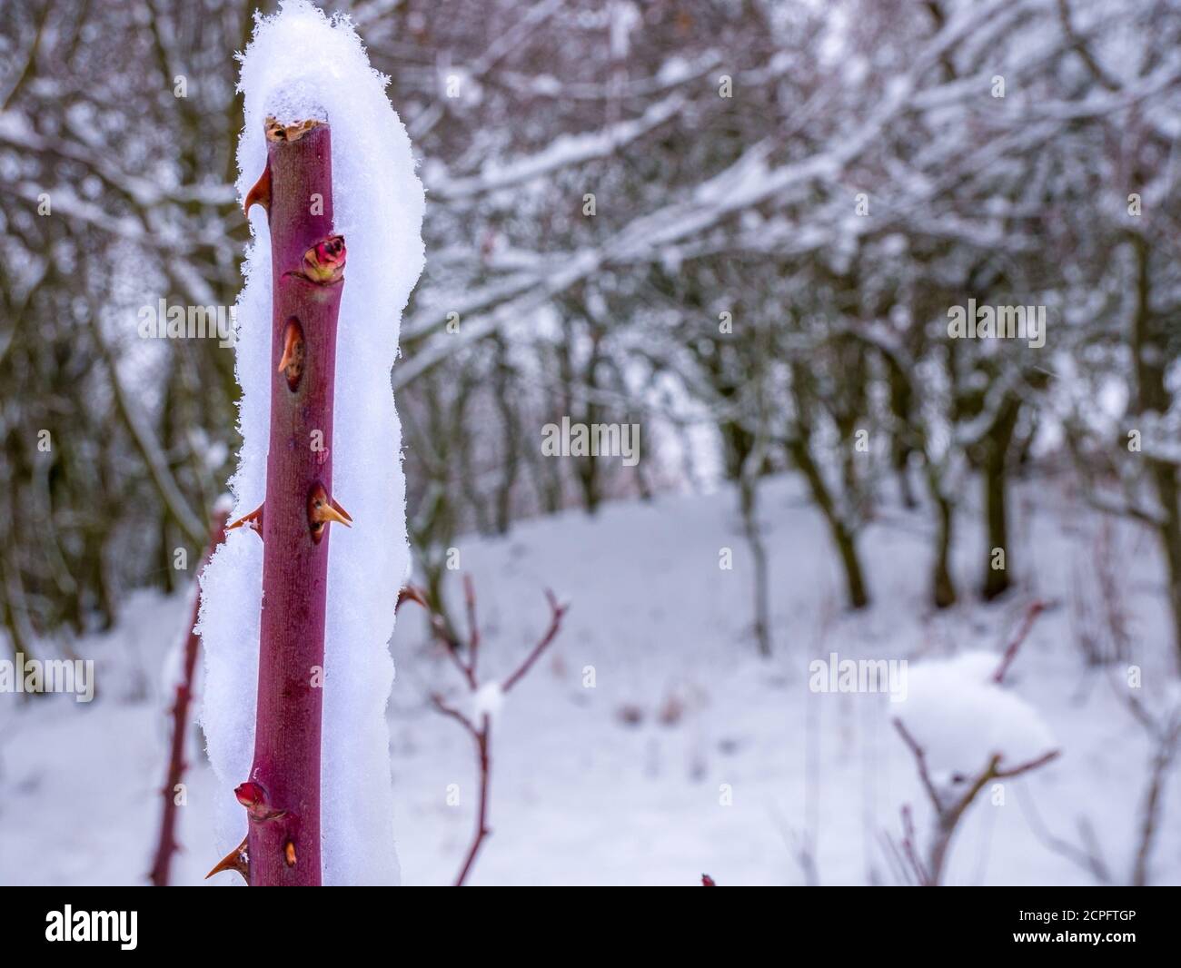 Geschnitten Rosenzweig mit Dornen mit Schnee bedeckt Stockfoto