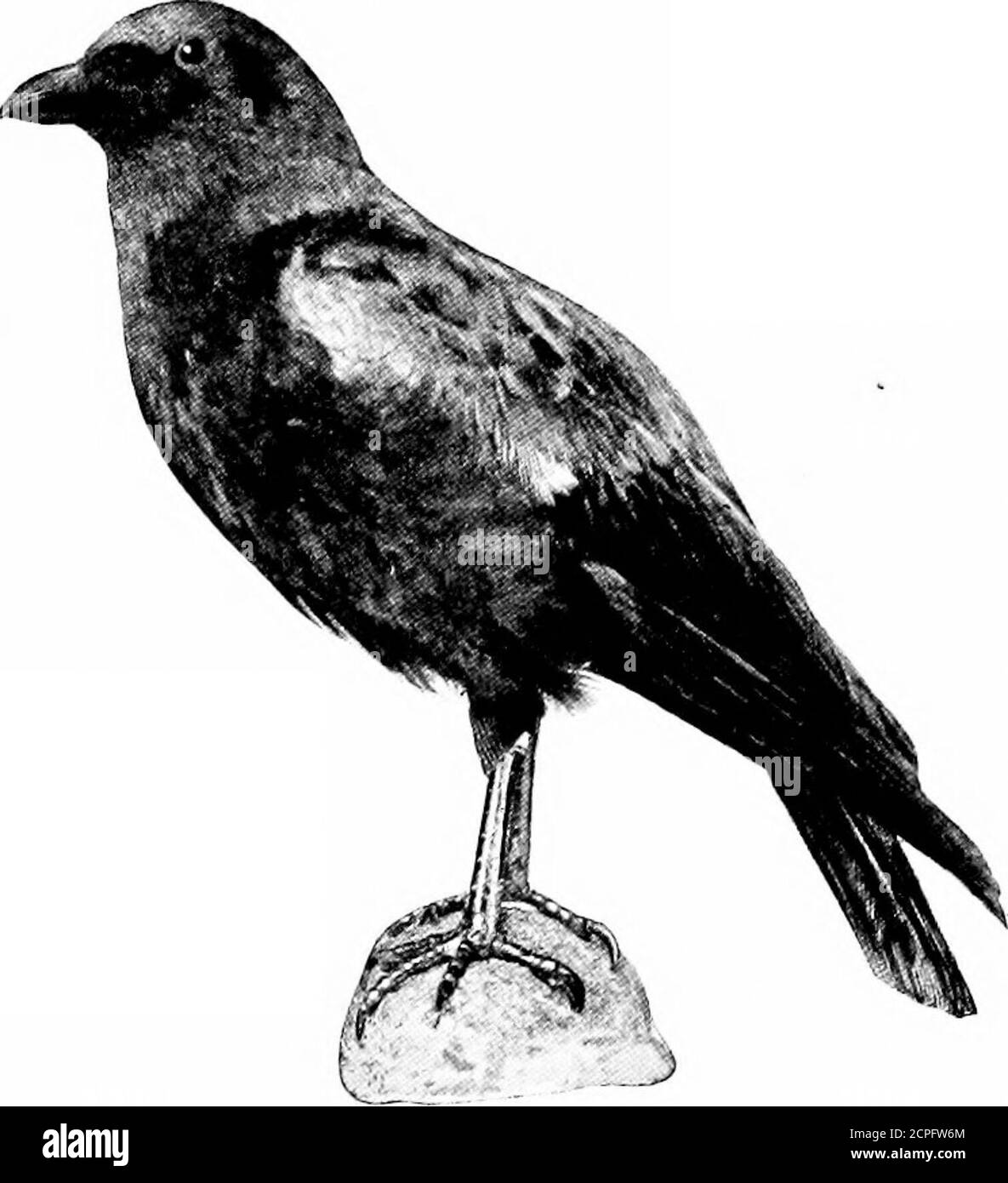 . Vögel durch die Jahre . s vorstehen ; zerlumpte Vogelscheuchen sind in das Bild des Menschen, und immer noch der Mais pullinggoes auf. Ein weiser alter Kopf, der durch all dies fürmany Jahreszeiten gewesen ist, versteht gut den Betrug, der auf ihm und seinen Gefährten geübt wird, andscornful von suchshabby Schemata, fliegenrechts unten unter thetwine, sogar zu den Füßen der Vogelscheuche, und plies seinen Handel invöllige Verachtung für diese bilden-glauben De-Fender ein. Die Herden in der Zeit des Maisziehens sind klein, aber ein wächter ist auf einem erhöhten Aussichtspunkt al-ways, wo er die ganze Landschaft sehen kann.der Augenblick, in dem er Sie sieht Stockfoto