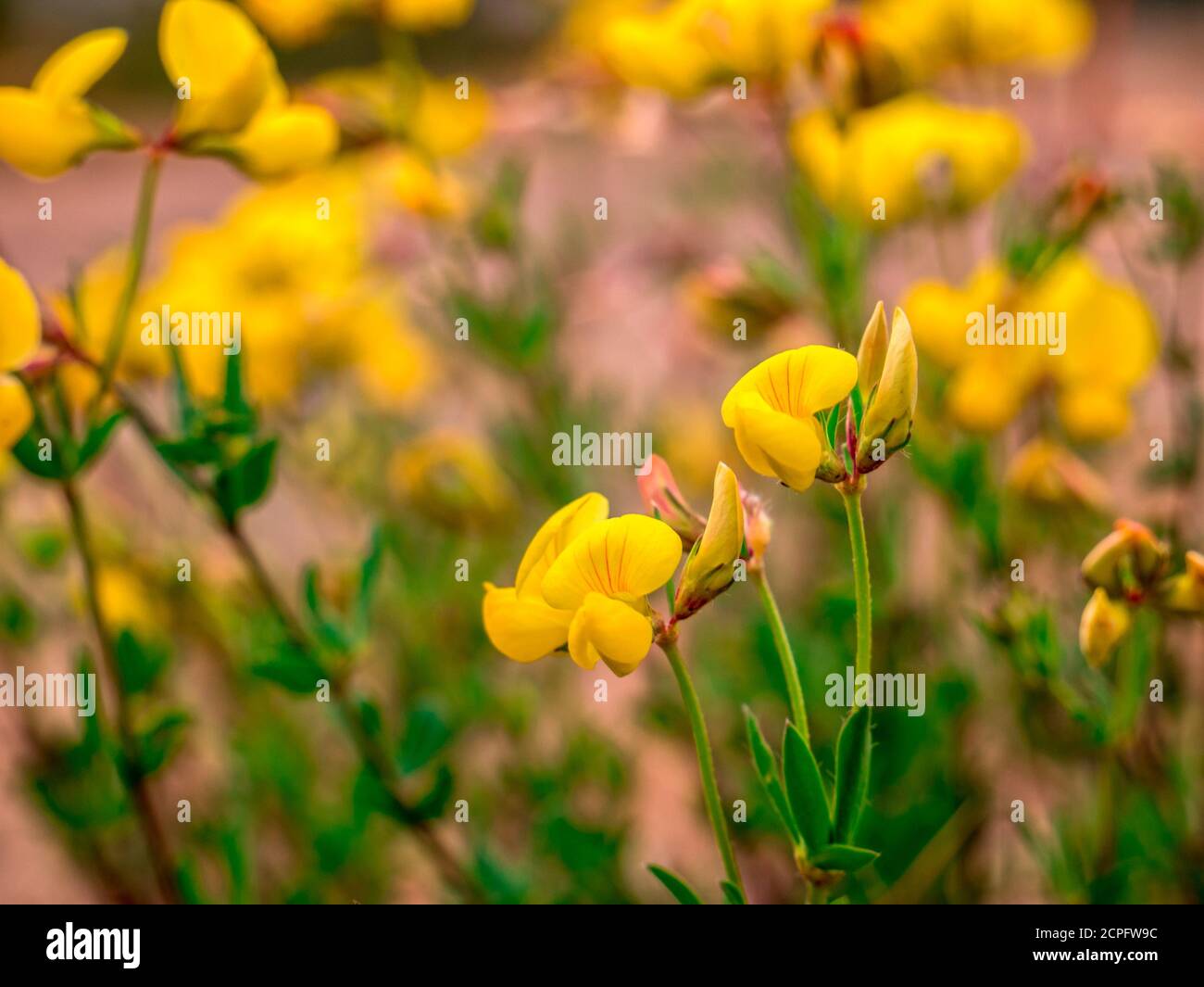 Vogel-Fuß-Trefoil (Lotus corniculatus) - viele Blumen verschwommen im Hintergrund Stockfoto