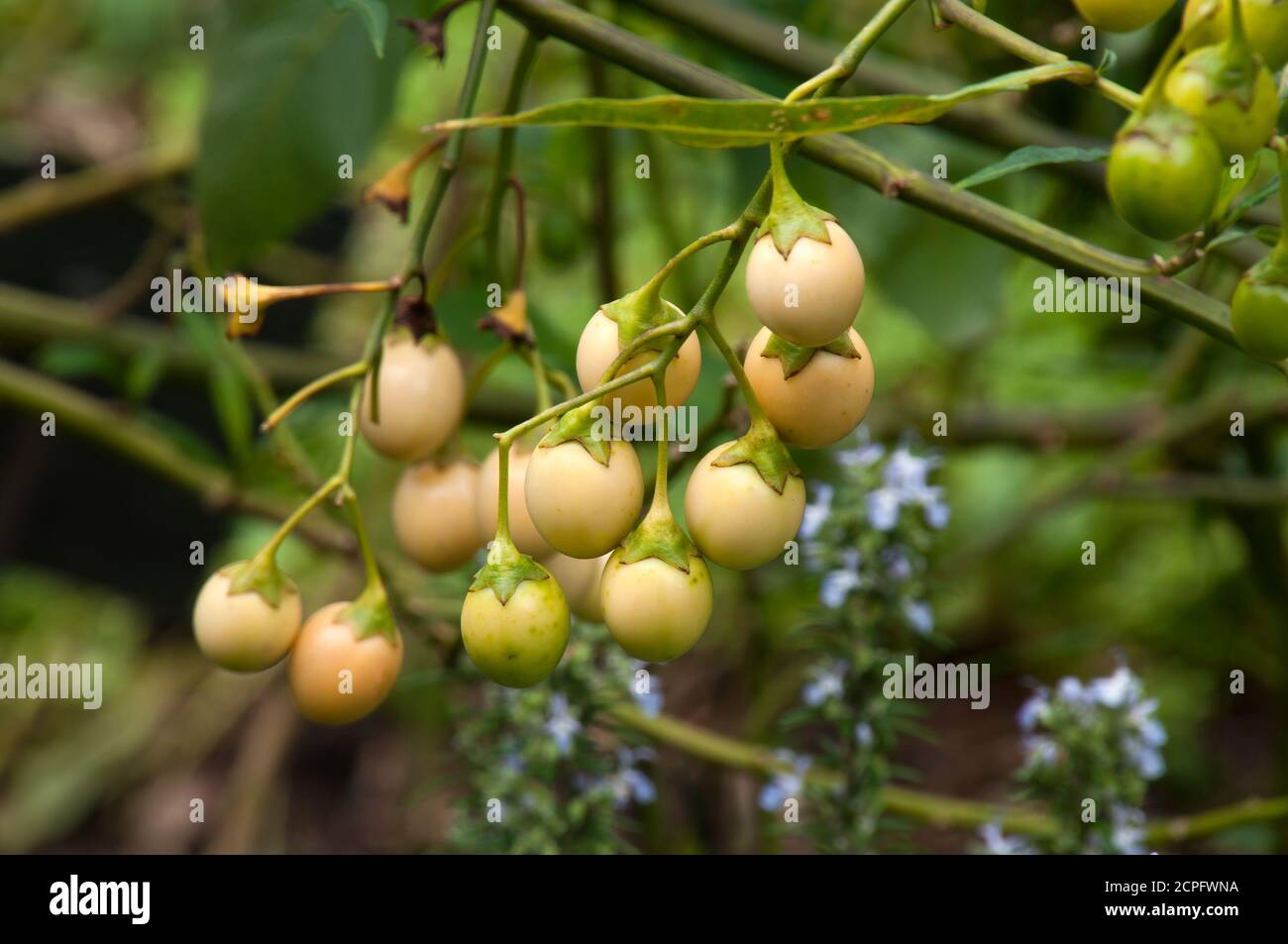 Solanum aviculare Stockfotos und bilder Kaufen Alamy