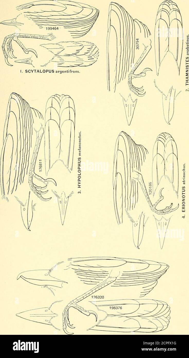 . Die Vögel von Nord- und Mittelamerika: Ein beschreibender Katalog der höheren Gruppen, Gattungen, Arten und Unterarten von Vögeln, die in Nordamerika vorkommen, von den arktischen Ländern bis zum Isthmus von Panama, den Westindien und anderen Inseln des Karibischen Meeres, Und der Galapagos-Archipel. A 693,695 Yucatan Antshrike 44 Antthrush 121 Dendrocinca 290 Summing Bird 412 Woodhewer 248 Yucatanensis, Amazilia 413,414,415 Yucatanensis 414 Amizilis 407,413 Yucatanensis 407,412 Eranna 413 Polytmus 413 Pyrrbophsena 341 Thamnopbilus doliatus. 36,41,44,45 Trocbilus 406,413,414,415 Xipborhyncbus Stockfoto