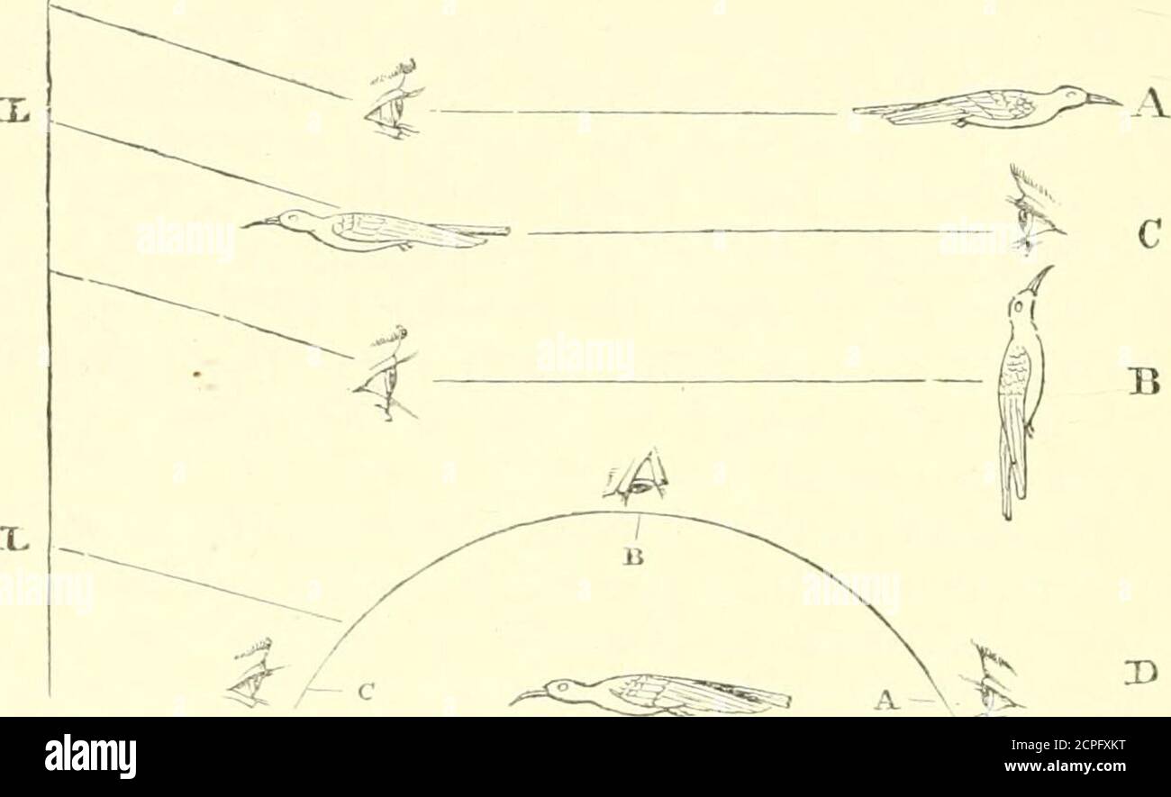 . Ein Wörterbuch der Vögel . B wird es hell kupferrot und bei C reich grün sehen; die metallischen Federn der Brustseiten im selben Vogel werden bei B von schwarz zu grün und bei C von blau zu blau wechseln. Der schöne Pharomacrus mocinno wechselt von grünlicher Bronze durch goldenes Grün, Grün, Oreotropililus chimborazo in Position B zeigt das gesamte Solarspektrum, nämlich violett und rot auf dem Kopf, gefolgt von Orangen- und Grün auf dem Rücken, blau, violett und schließlich violett auf der ^ in Pitta moluccensis Ich berechnete die folgenden Maße: Breite ofune Polygon OOl mm., Höhe Stockfoto