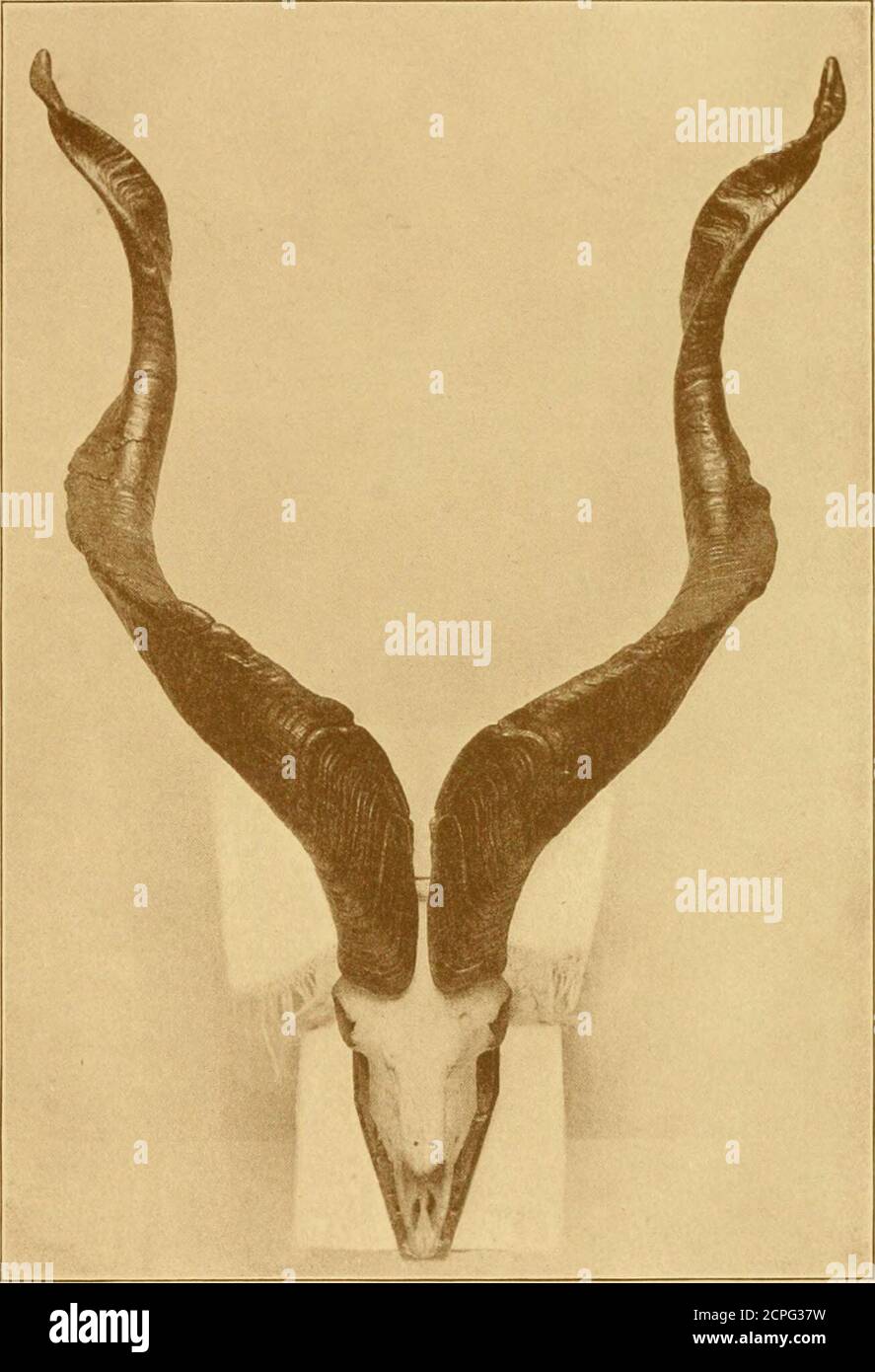 . Aufzeichnungen des großen Spiels : mit ihrer Verteilung, Eigenschaften, Abmessungen, Gewichte und Horn & Stoßzäune Maße . i 104 264 A. 0. Hume. 54 LOF 333 Aslor Martyn Kennard. 53i 38i i2i 4oi do. Lieut.-Kol. J. Manners Smith. S3I 37S 10 35 Chilas . Major C. A. Smith. ^53i 424 i 52 über Astor Sir Victor Brookes Collection. 53 40 II 42 Gilgit . Capt. H. F. L. Grant. 53 38i 91 354 do. Hon. Walter Rothschild. 53 35S ii 344 Pir Panjal . Major F. W. H. Walshe. 53 34i II 32 Astor . Lieut.-Col. Die Hon. C. Wil- 524 39 II 39 Gilgit loughby.. Col. G. D. F. Sulivan. 52i 38i i2i 444 Chilas . P. F. Hadow. 5 Stockfoto