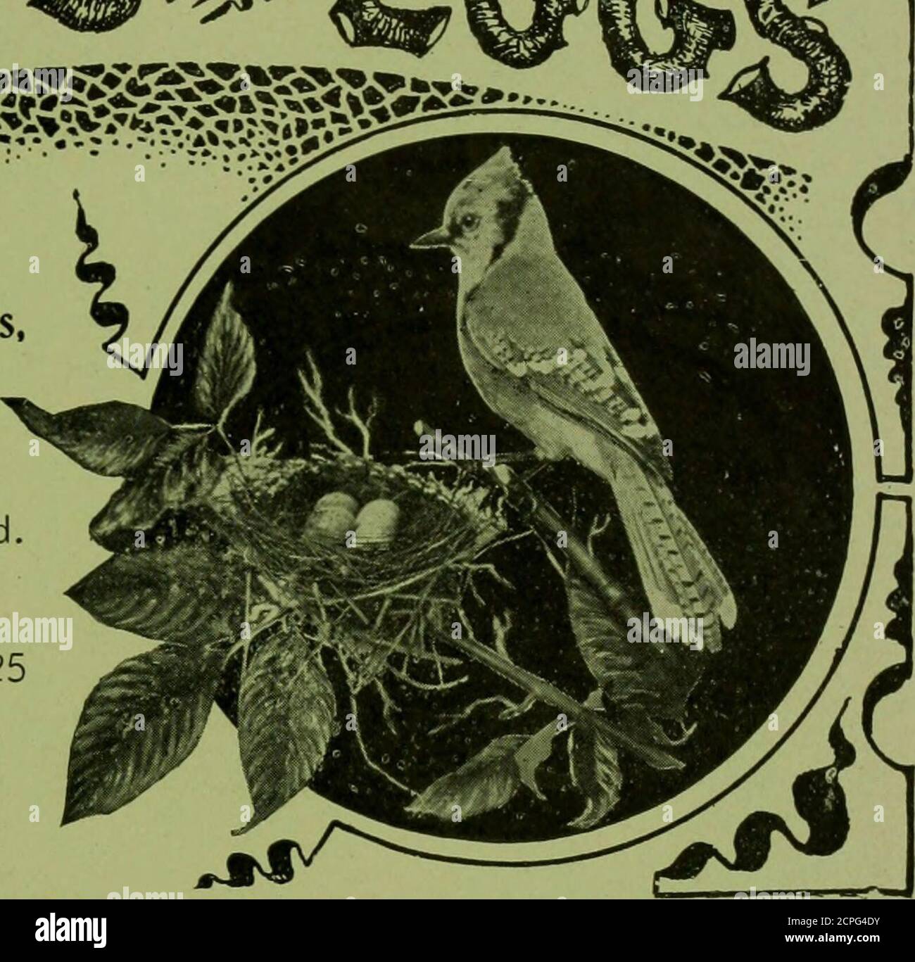 Amerikanische Ornithologie Fur Haus Und Schule Von Orih Bei Rican Birds Byoi Iver Davie Funfte Ausgabe Fein Illustriert Grundlich Uberarbeitet 600 Pp Extra Tuch Regularer Preis 25 Das Beste Buch Uber Eier Veroffentlicht