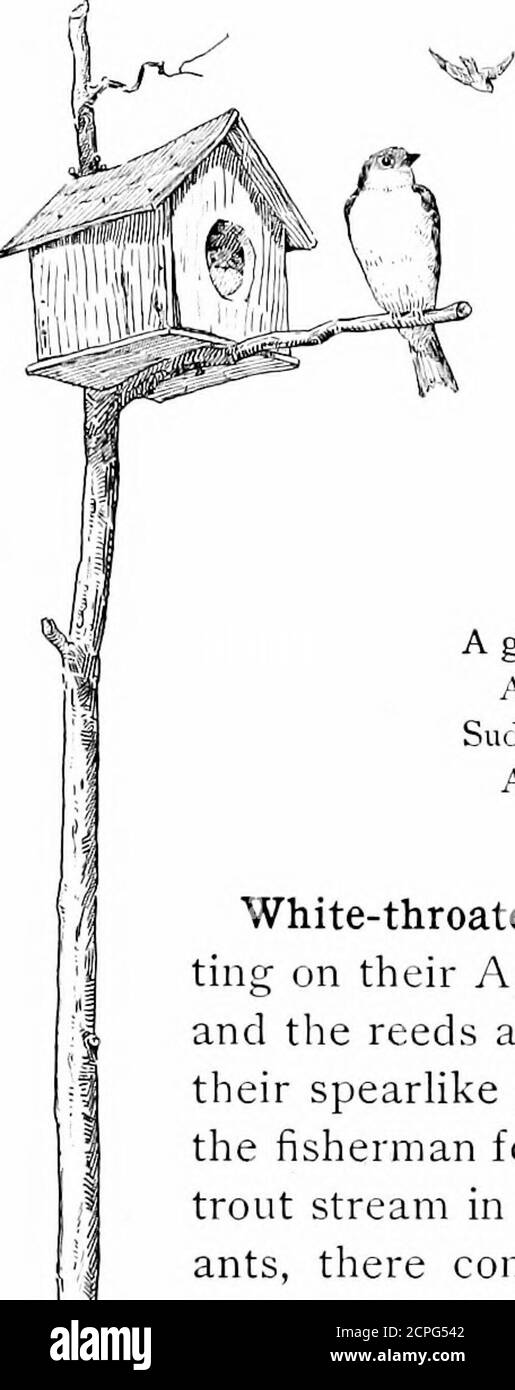 . Vögel durch die Jahre . Swamp Sp.arrow. 62 VÖGEL DURCH DAS JAHR Kastanienmütze, schwarze Stirn, und gräuliche Linie über dem Auge. Der Rücken ist mit verschiedenen Brauntönen gestreift; die Flügel und der Schwanz sind ziemlich schön rötlich braun, während die Unterteile grau sind. Gefunden in Naturen Abfallplätze, etwas abseits von den Häusern der Männer, belebt es den lebendigen Tag mit itssimple Lay, ein Lied, das einen als singulär an die Umgebung angepasst auffällt. Es ist kein auffälliger Vogel im Gesang oder Gefieder, sondern vermittelt einem den Eindruck, dass man wirklich glücklich ist und der freudspenstigen Blase Ausdruck verleiht Stockfoto