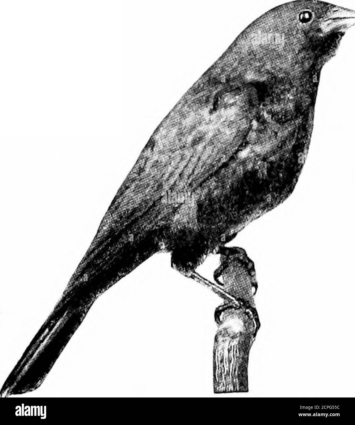 . Vögel im Laufe der Jahre . Tly gesehen, wie ihr Name schon sagt, mit dem Vieh auf der Weide, Abholung der Insekten durch die Weide, - Orhocked und dösten ruhig ona Kühe zurück, wie sie liegt atease, friedlich kauen hercud nach der morgendlichen Fütterung.aber die eine Eigenschaft mehr als alle anderen, die die banof Schande auf Cowbirds setzt ist ihre Methode der Aufzucht theiryoung. Sie bauen weder matenor Nester. Stattdessen offollowing die Gewohnheiten aller ourother Vögel in der Paarung während des Frühlings, Auswahl eines geeigneten Platz und Bau Asnug Nest als Heimat für ihre zarten Nachkommen, diese unnatürliche m Stockfoto