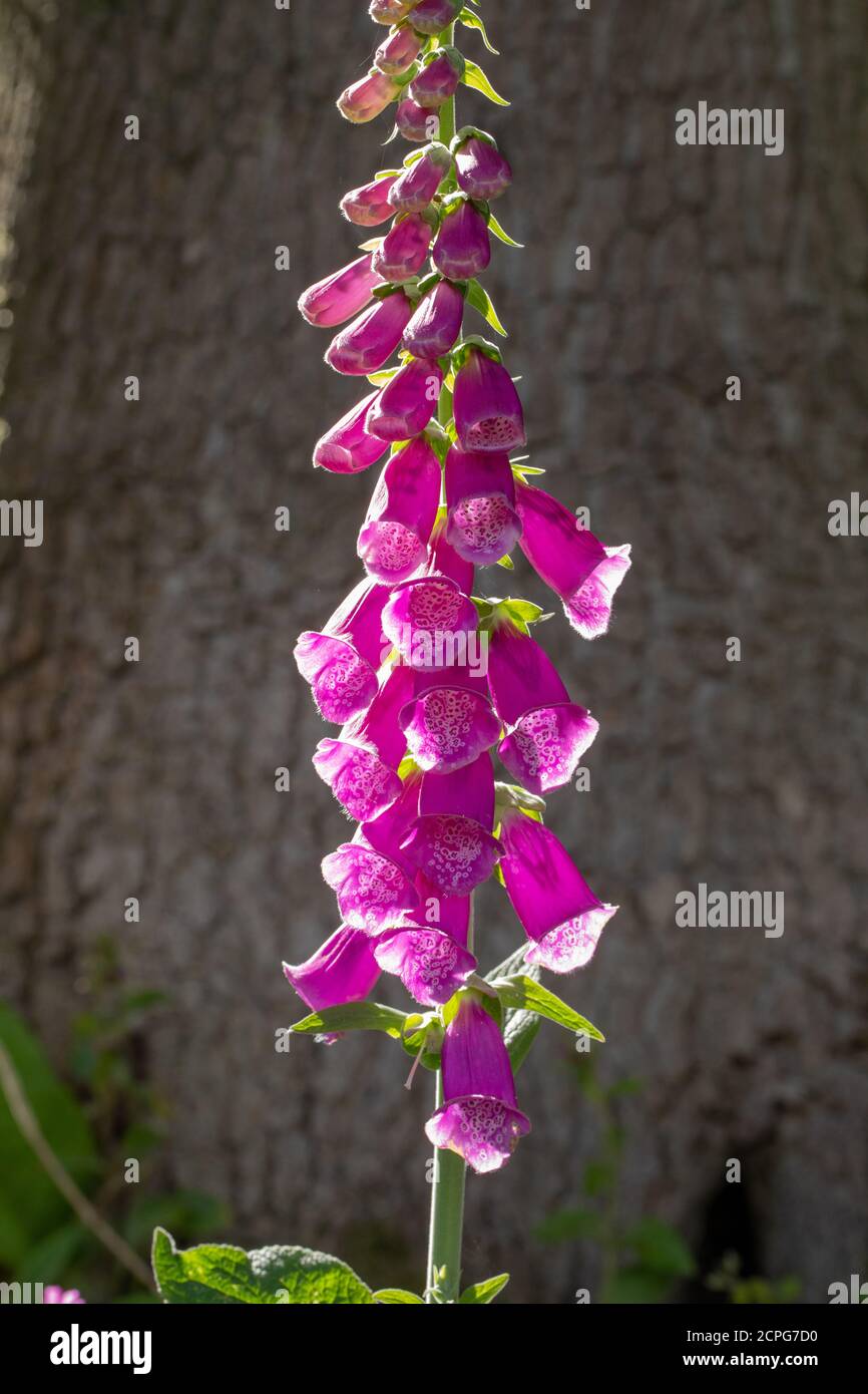 Blühende Fuchshandschuhe (Digitalis purpurea). Wild, natürlich gesät, zweijährig, blühend im zweiten Jahr. Schnitt des Blütenstiels. Wächst in gerodet Stockfoto